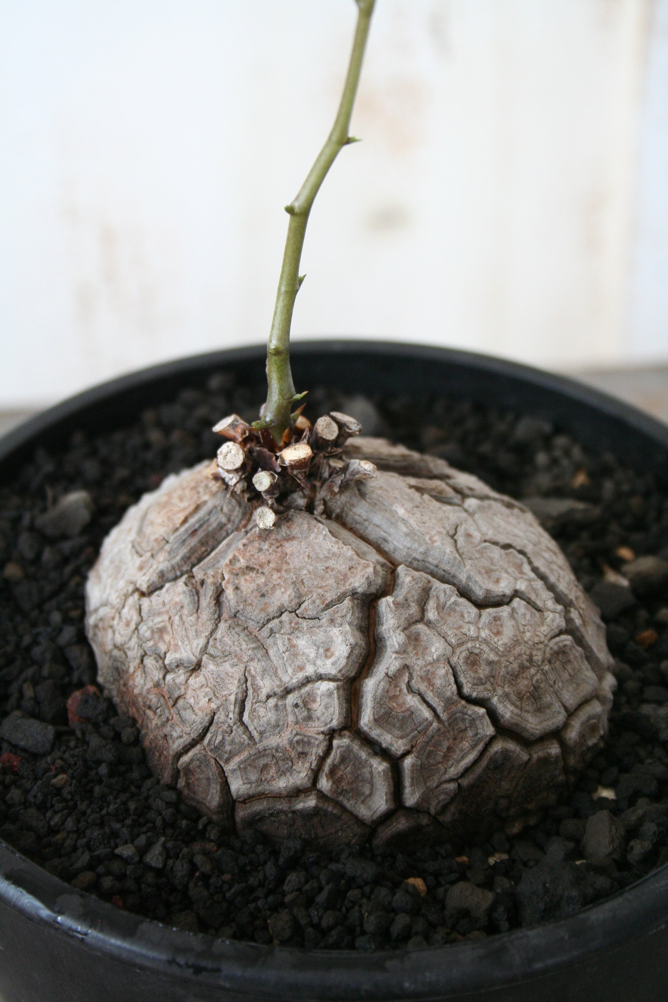 ③ 特選品‼︎ しっかりとした塊根直径9センチ亀甲竜 ③ 特選品