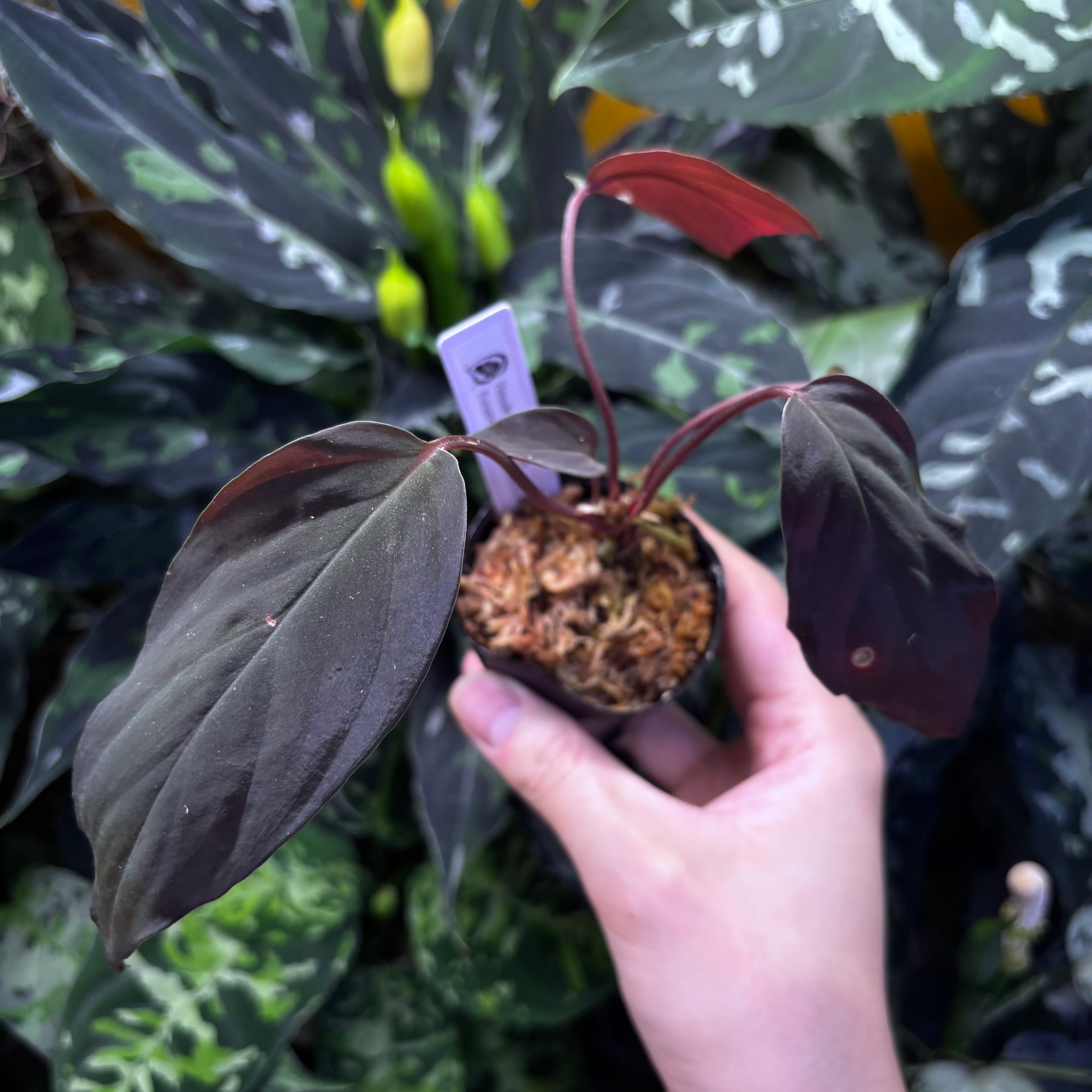 Homalomena sp. 黒錦Sumatera Utara 【ZOE0225-2p】① | 熱帯雨林植物