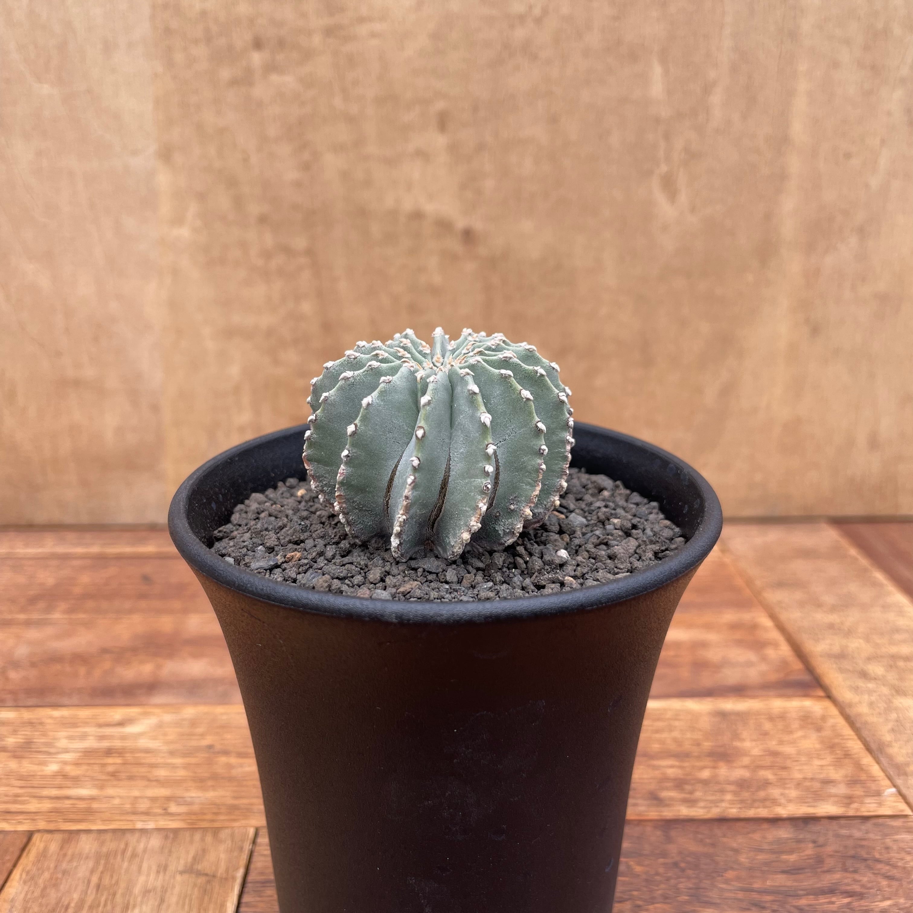 Geohintonia mexicana【ゲオヒントニア・メキシカーナ・実生