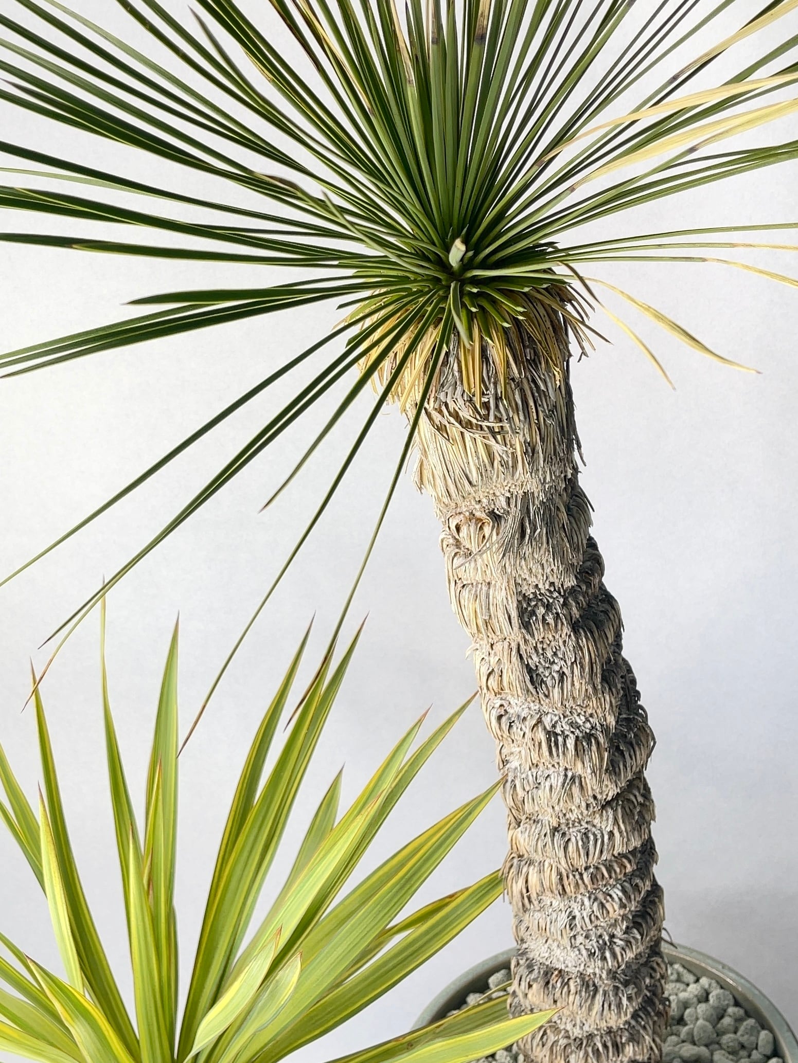 ユッカ・リネアリフォリア | trigger