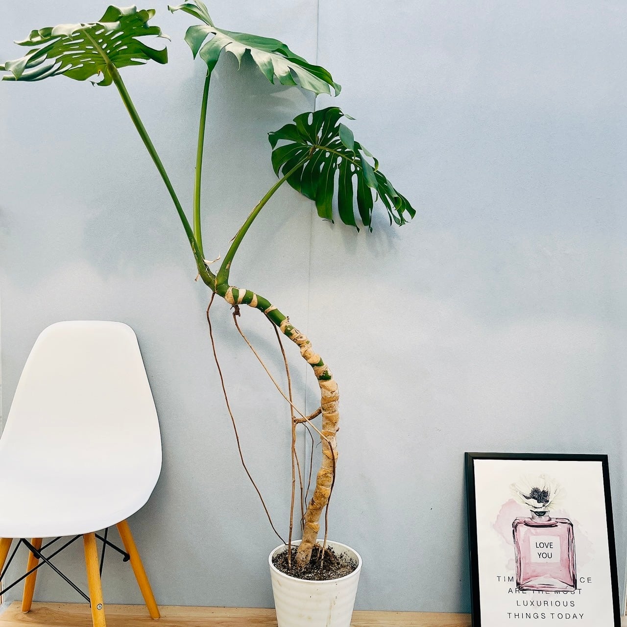 現品］圧巻！ 13番 モンステラ デリシオーサ 幹立ち 8号 観葉植物 室内