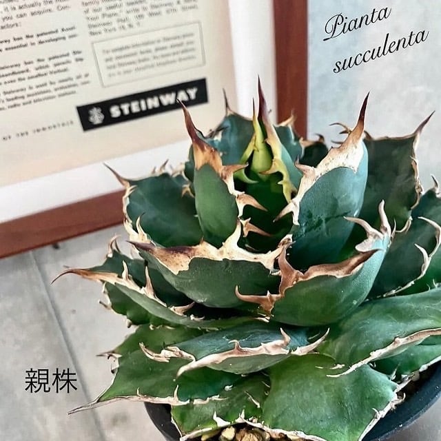 agave titanota fo 076 子株/アガベ チタノタ fo 076 子株【観葉植物