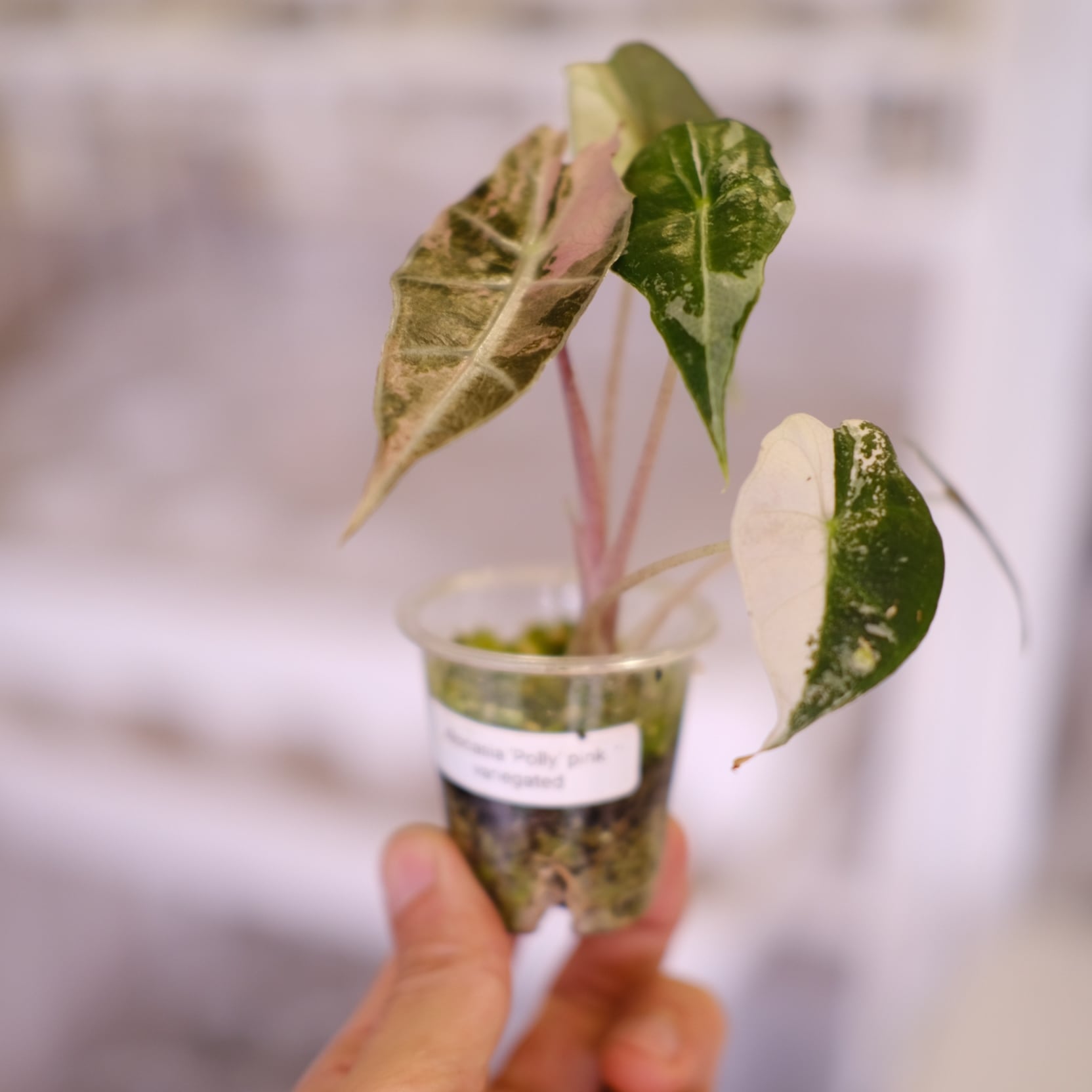 専用【美斑】 アロカシア ノビリス 斑入り ピンク 最終価格【芋から