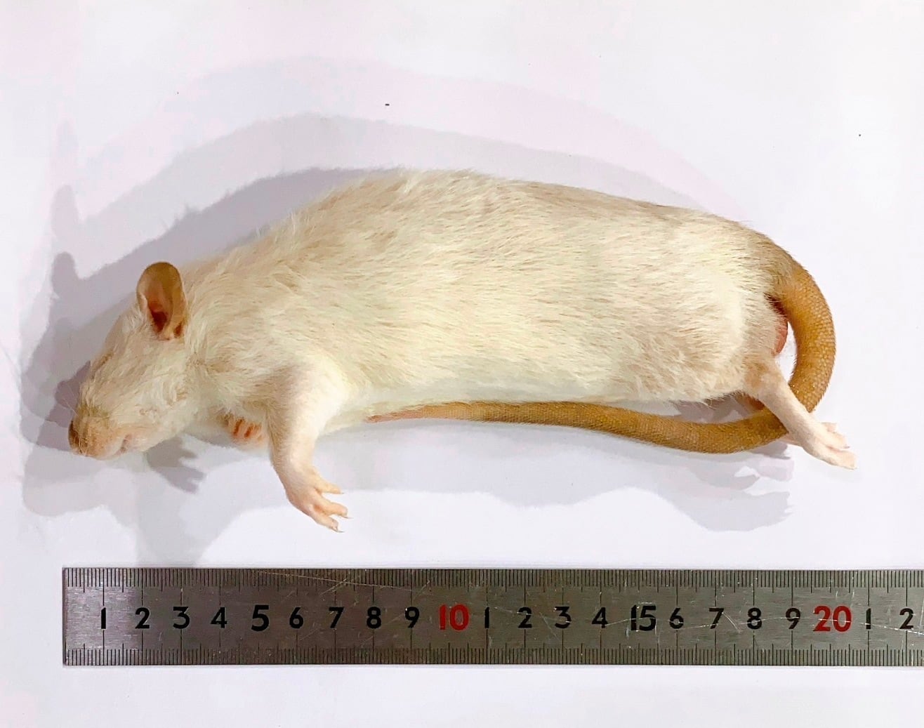 f00f99854fba0ac8c705a623453419