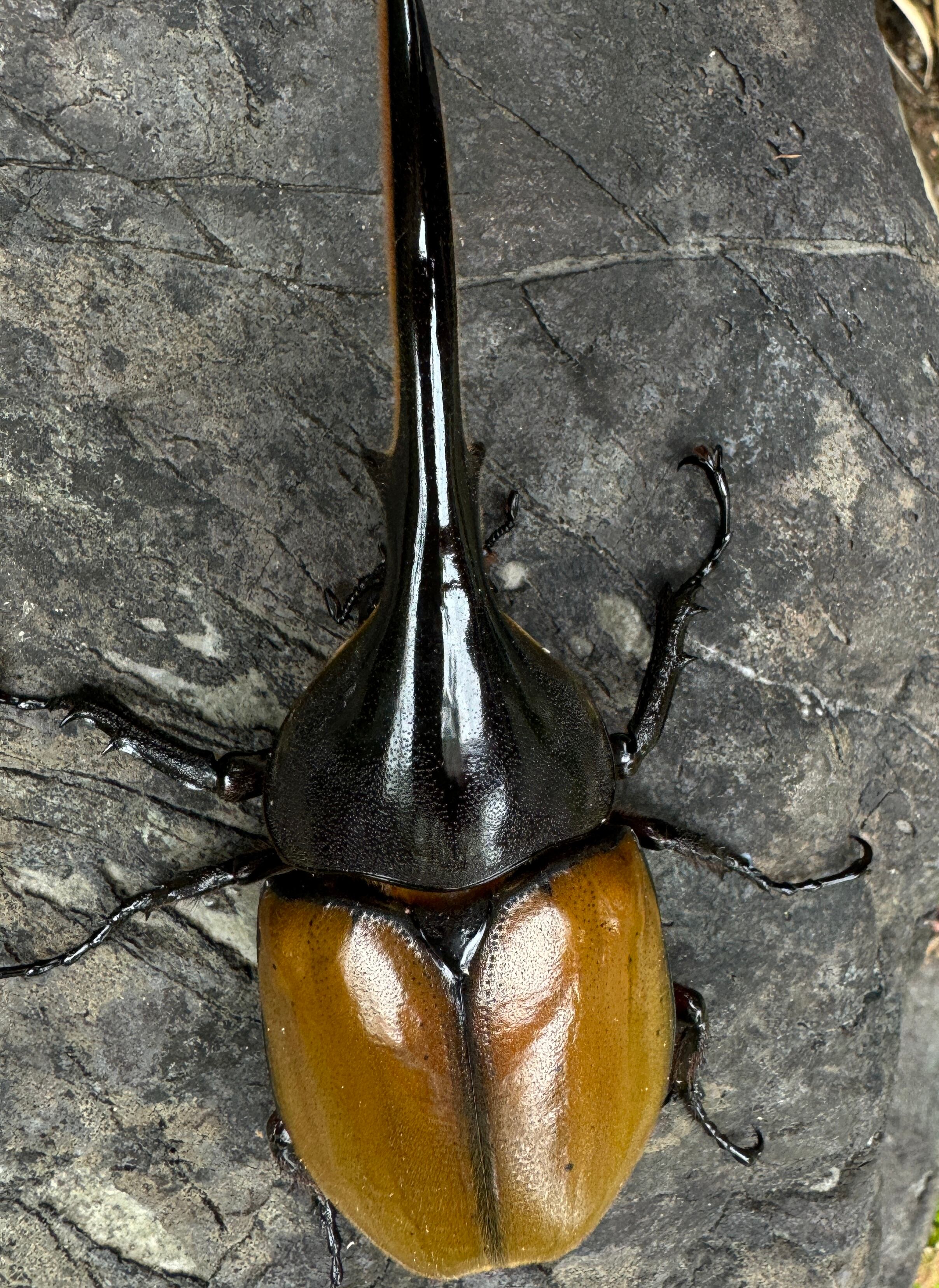 GW特価【超美麗】ヘラクレス ブリュゼニ ペア【稀少】激レア