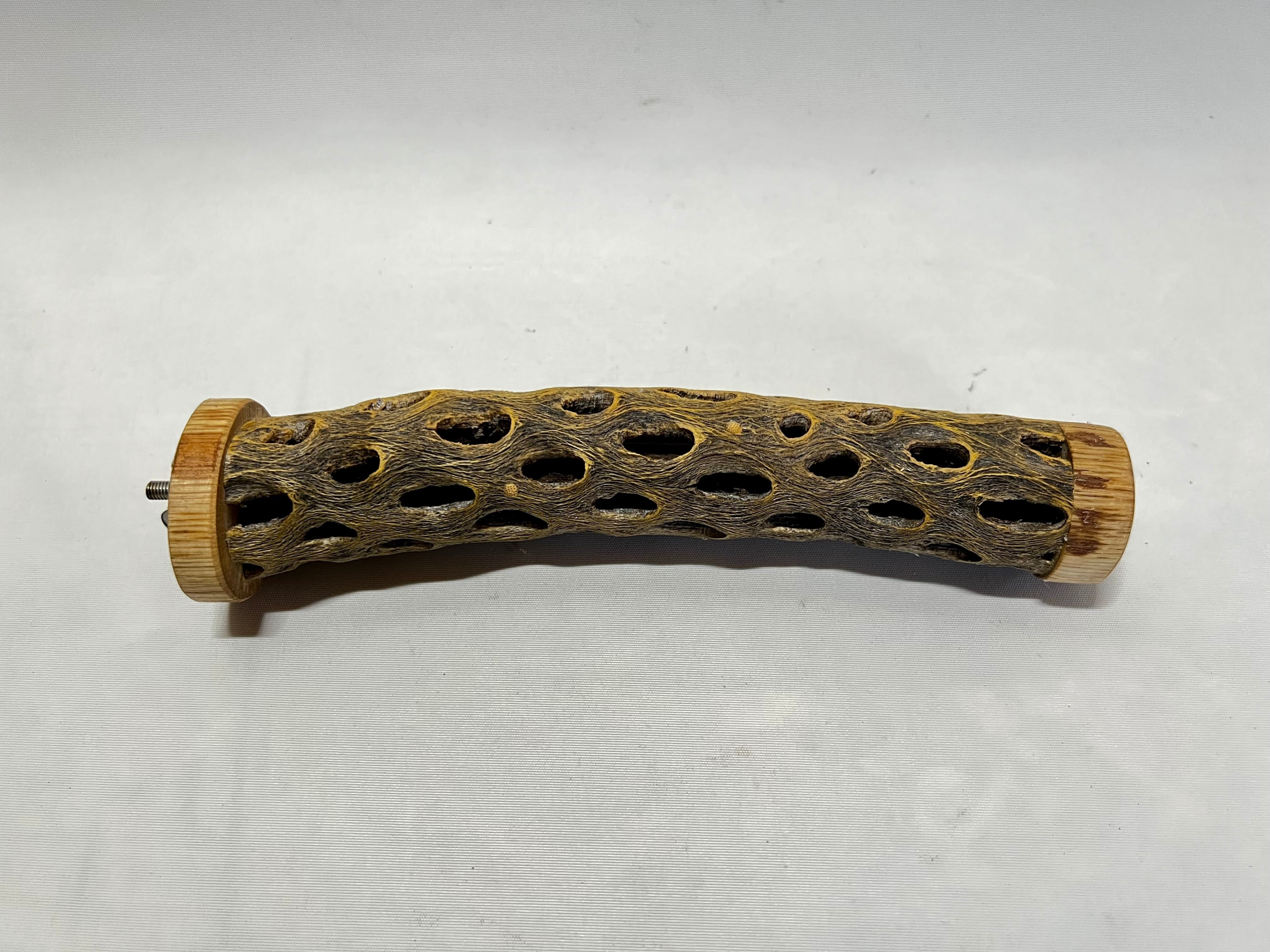 カクタスパーチL | 小福屋 kofukuya@bird