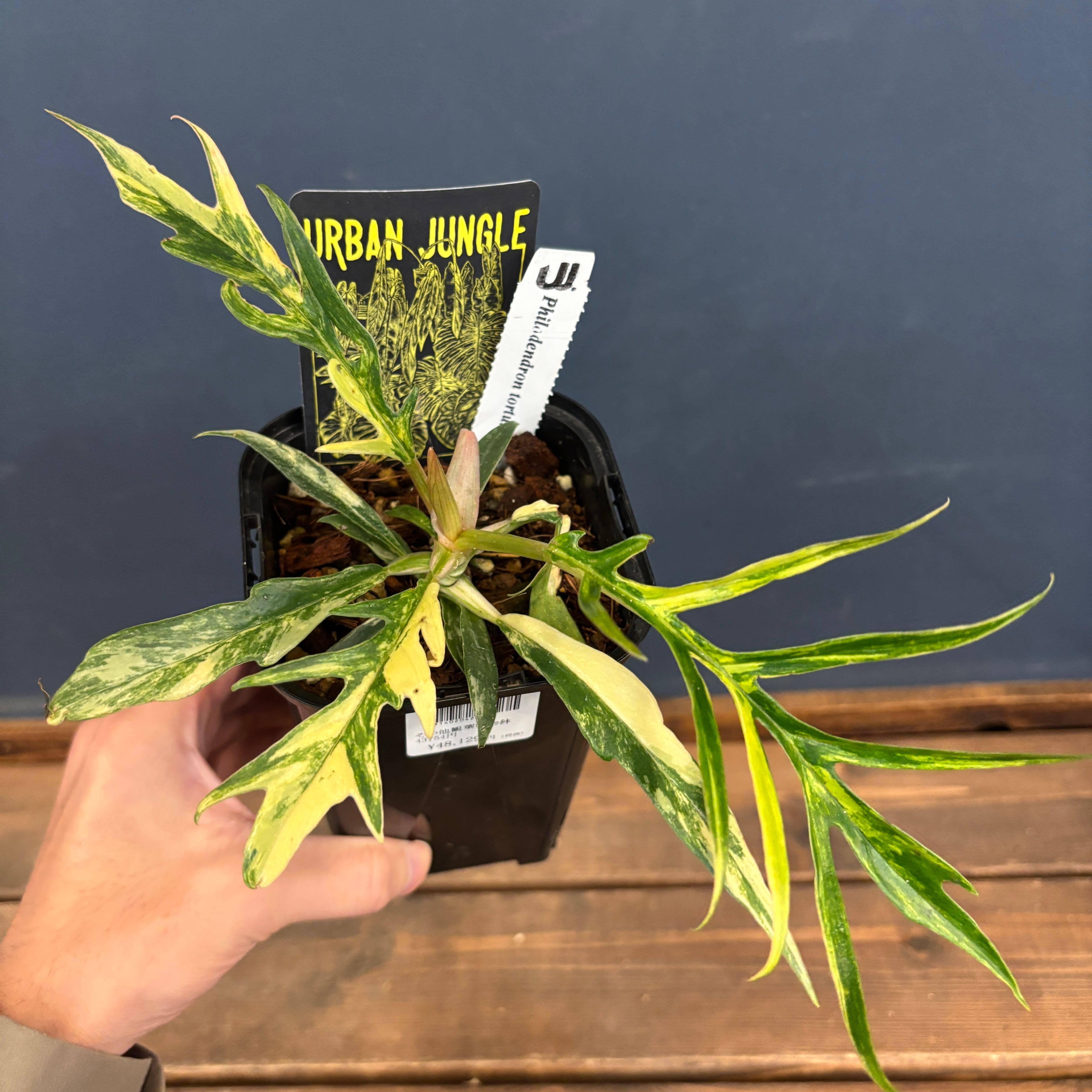 厳選株】フィロデンドロン トータム 斑入り【665】 | PROTOLEAF プロト