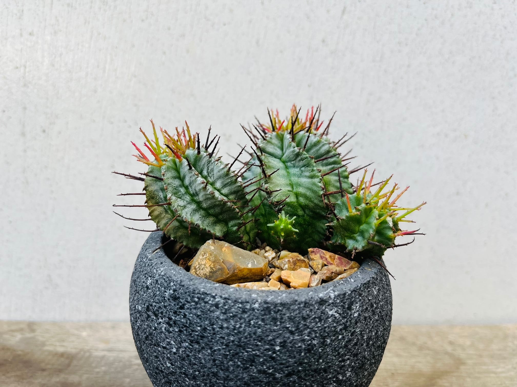 Euphorbia Horrida ユーフォルビア・ホリダ 群生 多肉植物 | plants