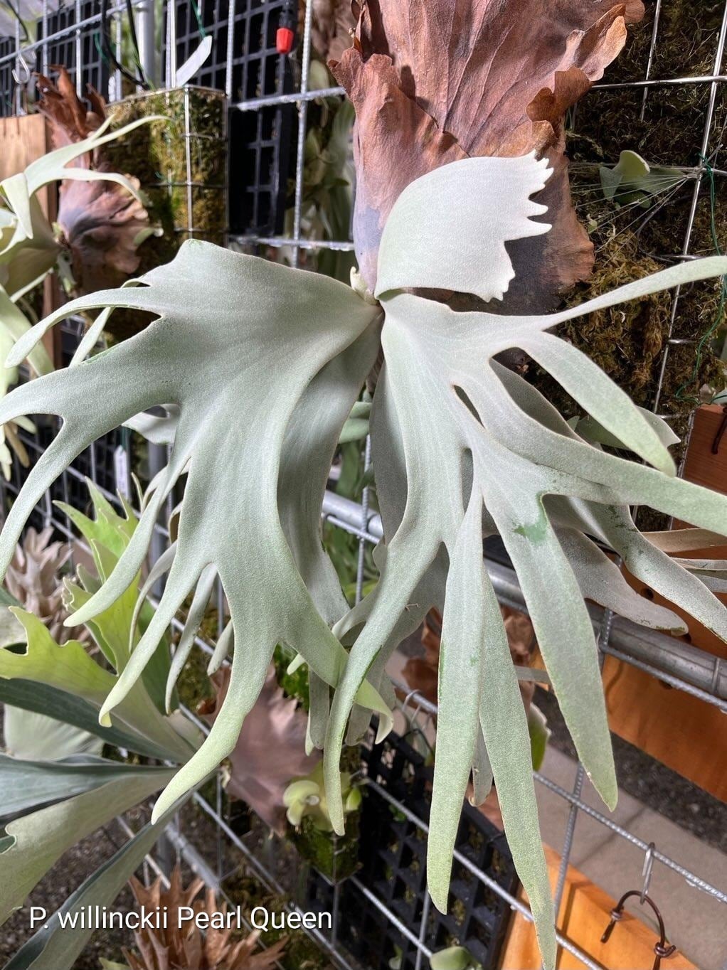 P.willinckii cv Pearl Queen 【artPLANTs/PLANTS GARAGE】ビカクシダ