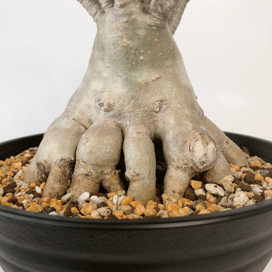 極美タコ足/超極太/塊根植物】アデニウム タイソコトラナム タコ足