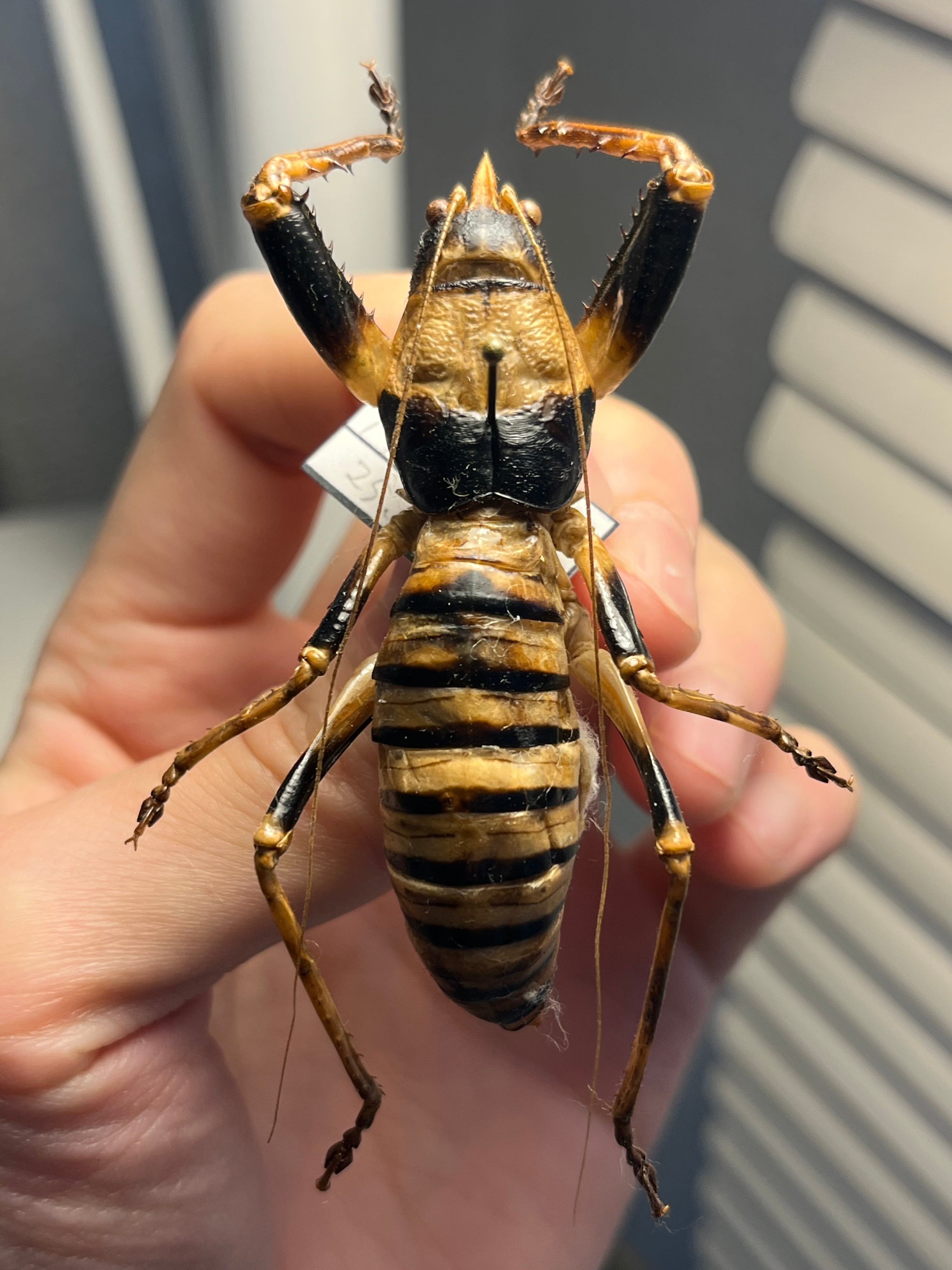 33mm】アーマードクリケット 武装コオロギ ドラゴンヘッドコオロギ昆虫