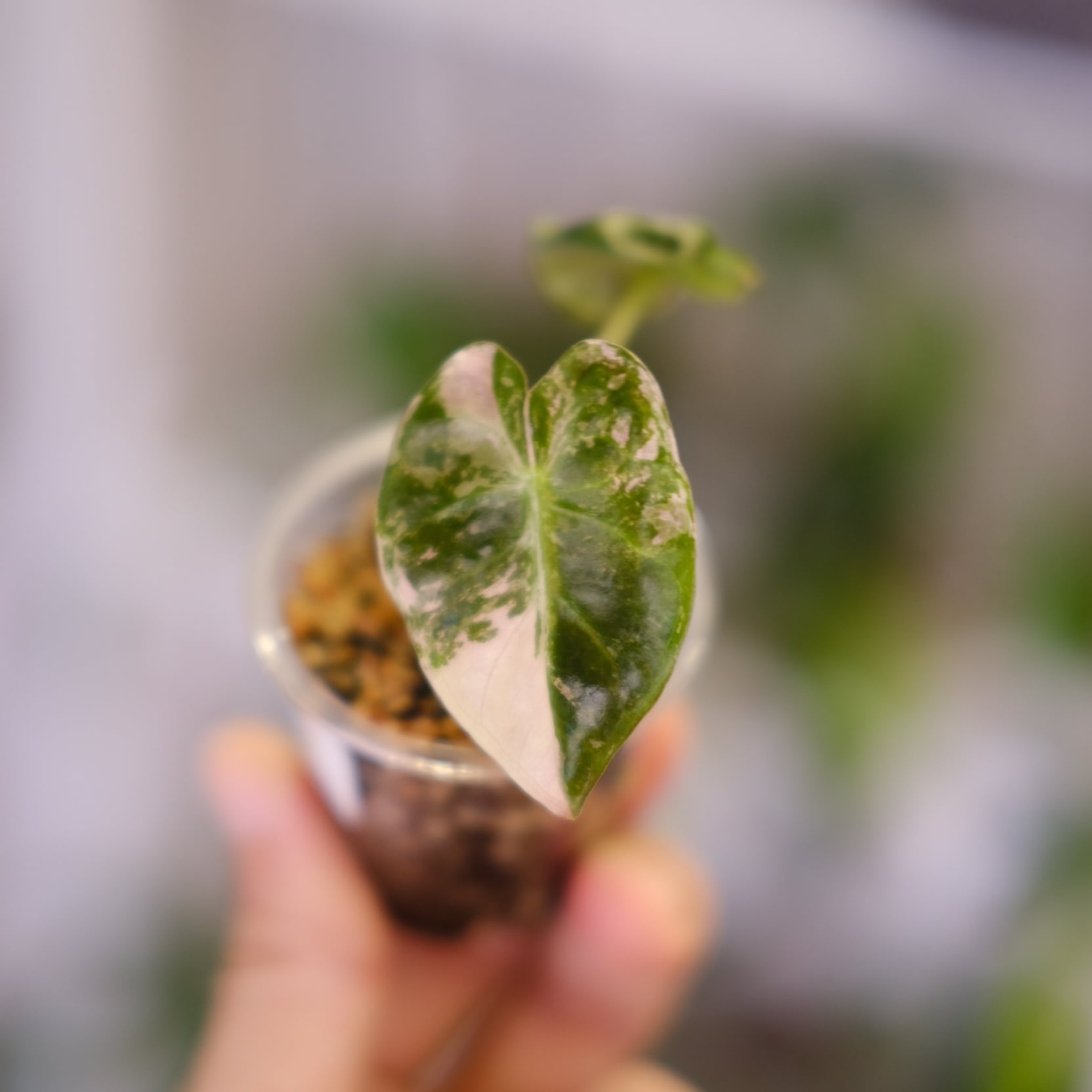 ALOCASIA HEART BALLON PINK VARIGATED / アロカシア ハートバルーン