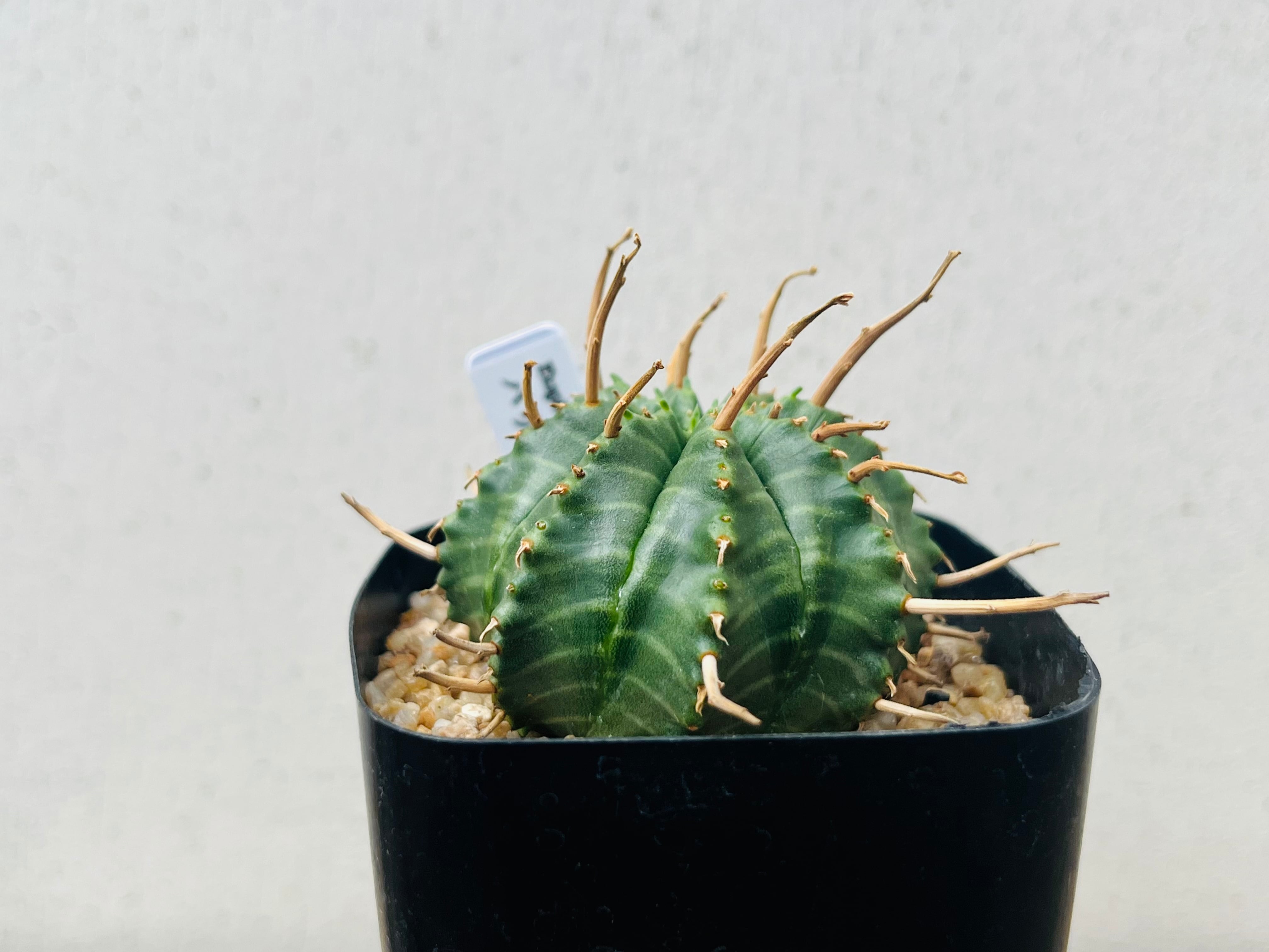 Euphorbia valida ユーフォルビア バリダ 多肉植物 | plants MARU