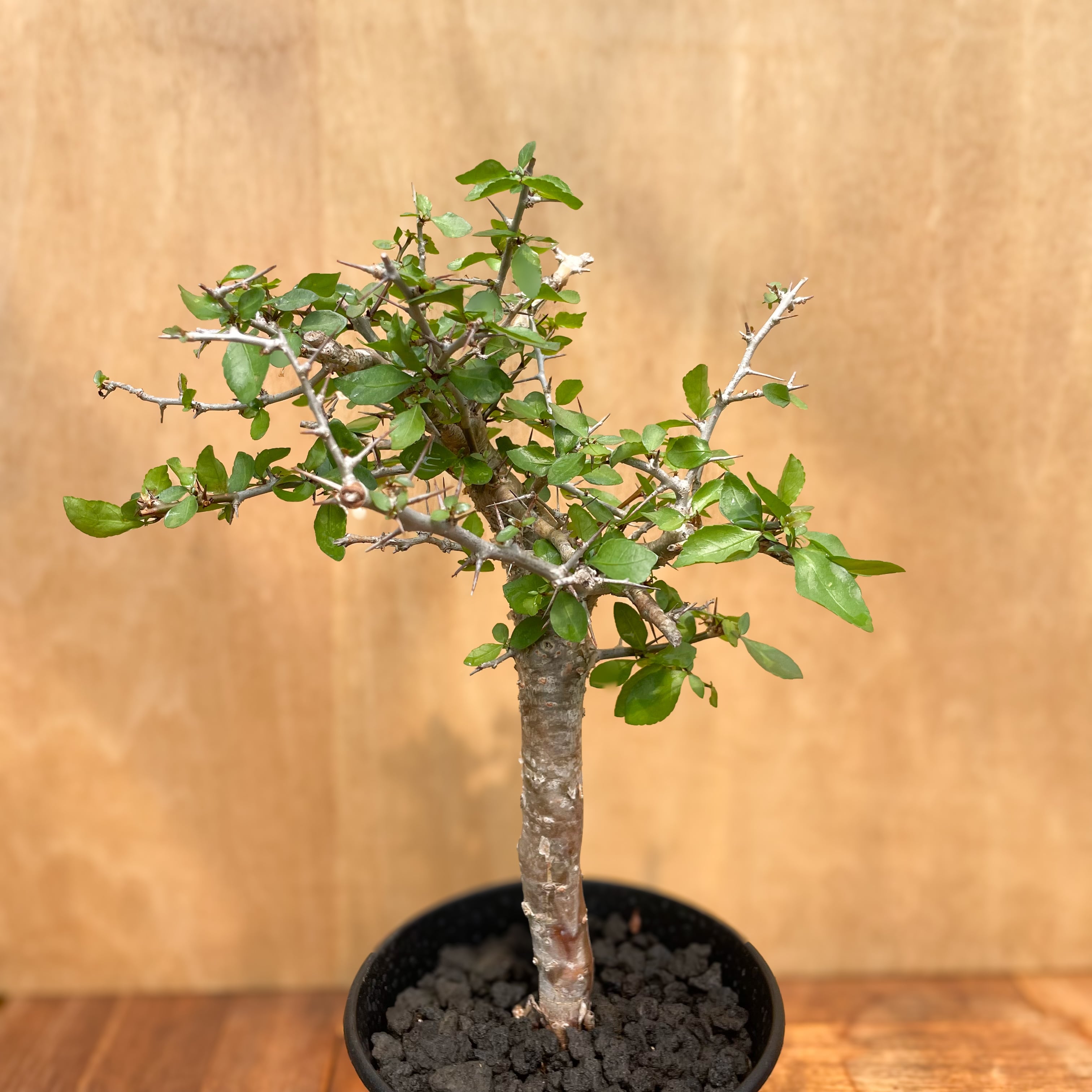 Commiphora simpliciforia【コミフォラ・シンプリキフォリア