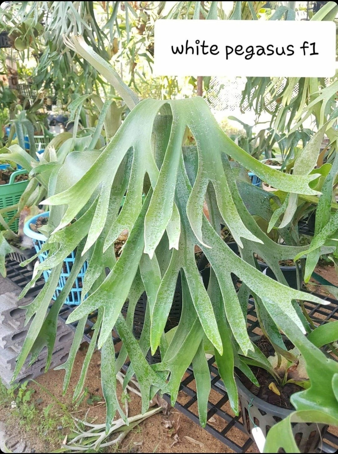 ビカクシダ／P.Pegasus・大型株 成長記録, P.Pegasus, お迎えして約2年