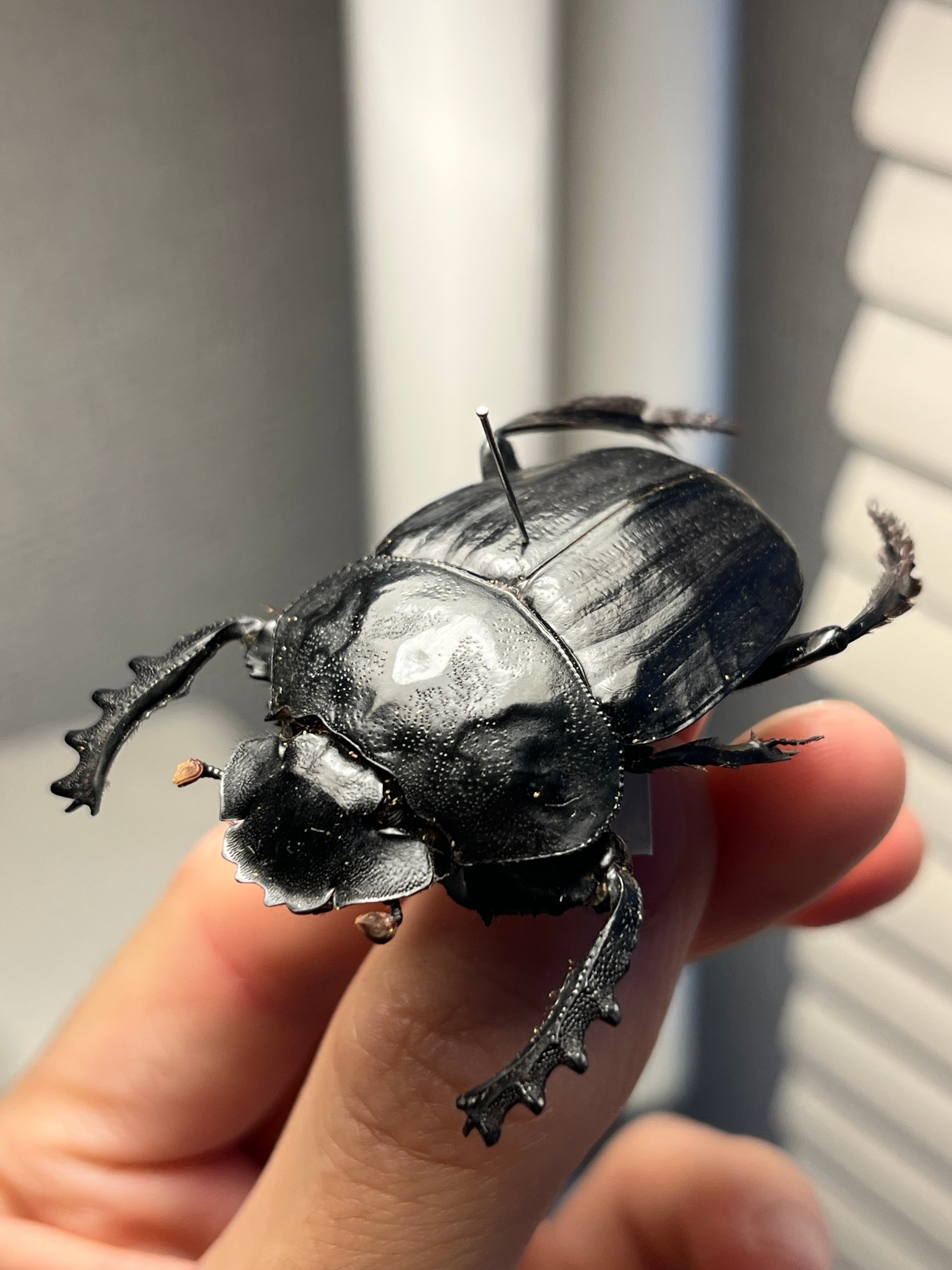 属内2位】スネブトタマオシコガネ スカラベ糞虫フンチュウ昆虫標本