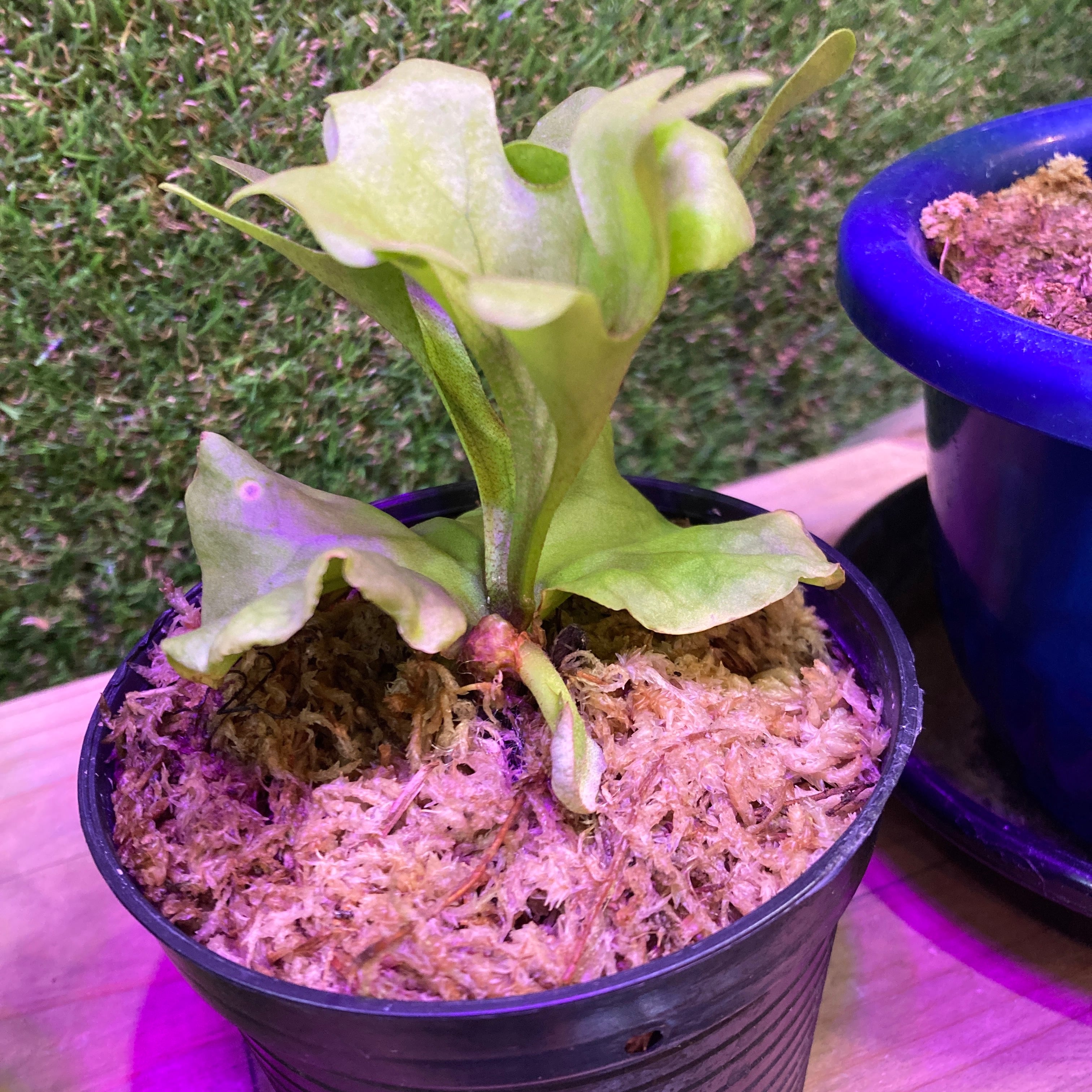 ビカクシダ リドレイ ドワーフ シルバー | ssaquaplants