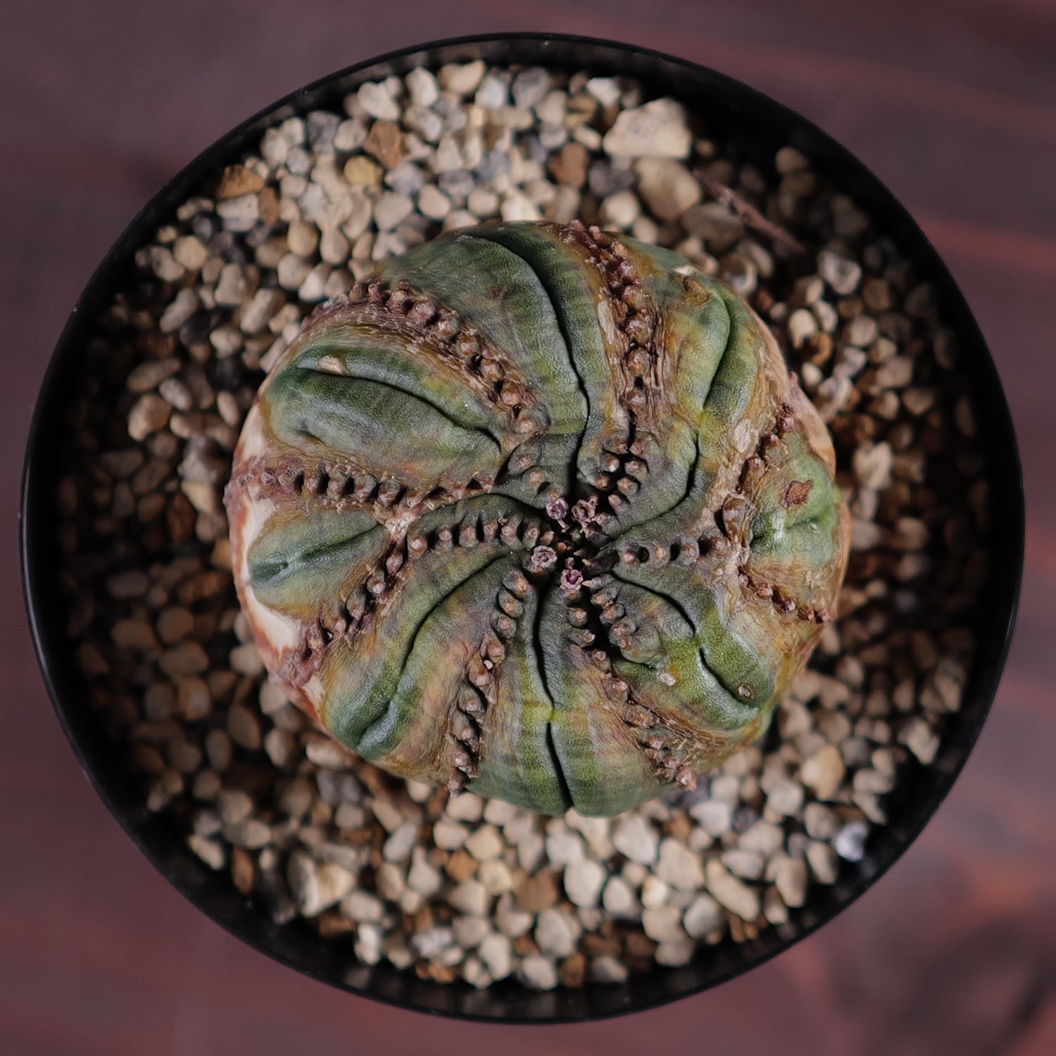 超扁平 木質化 モンスト 捻じれ オベサ / ユーフォルビア | LIGHTHOUSE