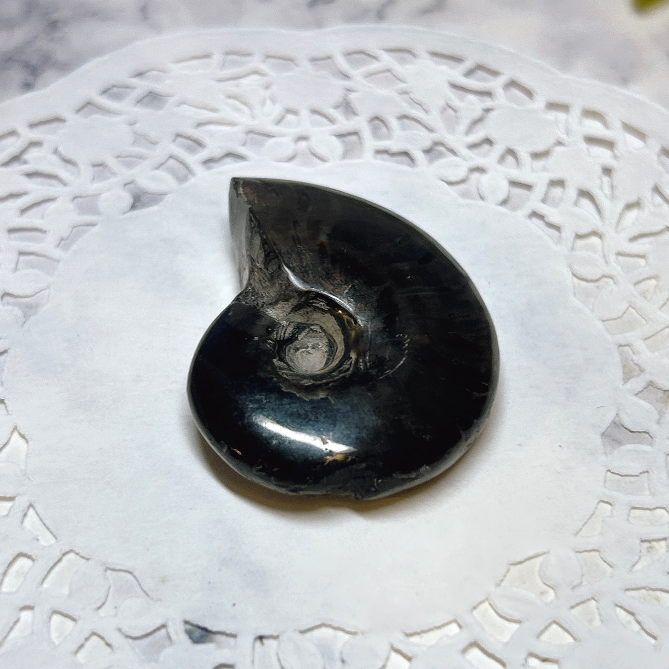 アンモナイト化石 約20cm 1997.8採掘 アンモナイト化石 約20cm 1997.8