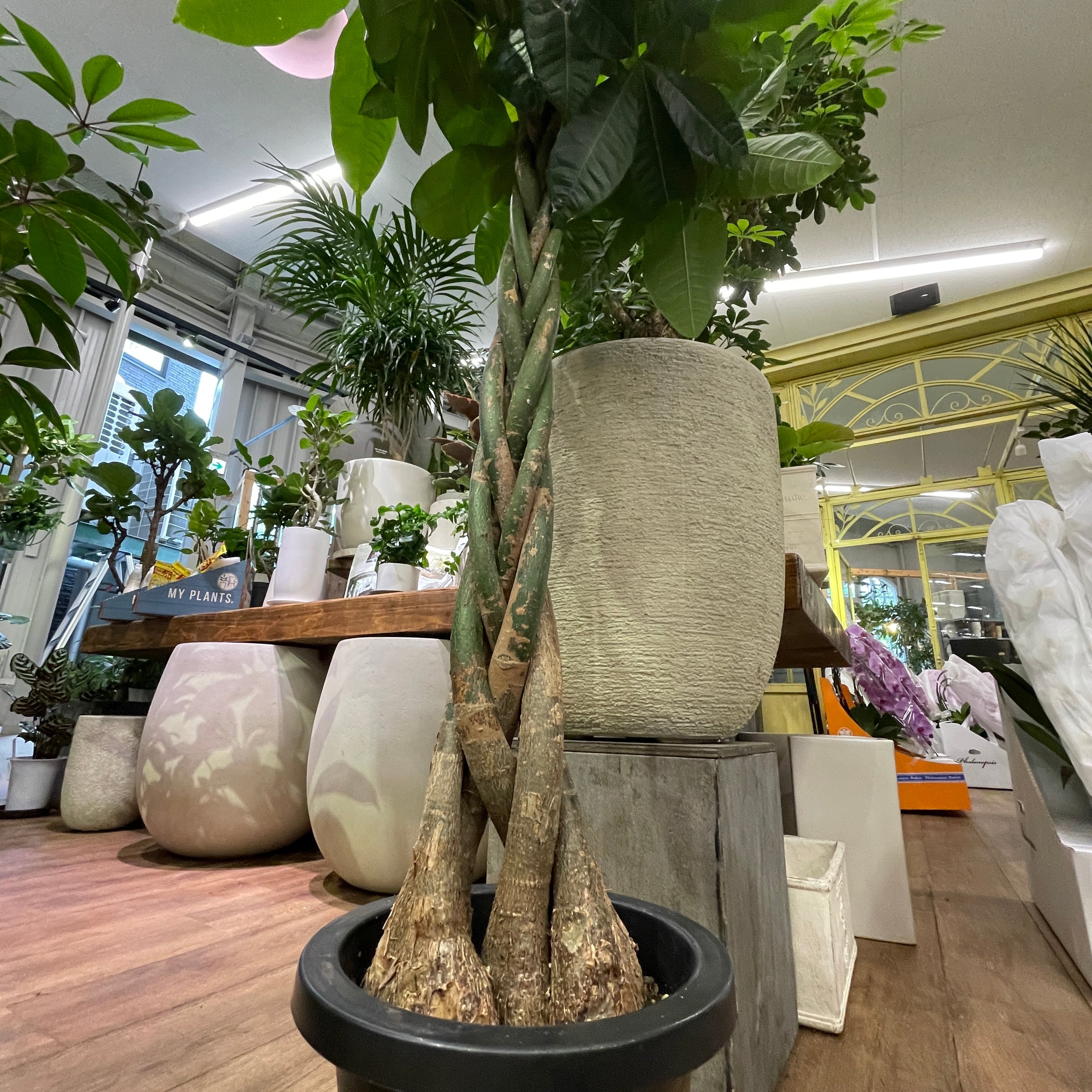 パキラ。大型。 観葉植物 。無料で発送致します。パキラ 10号 【大きい