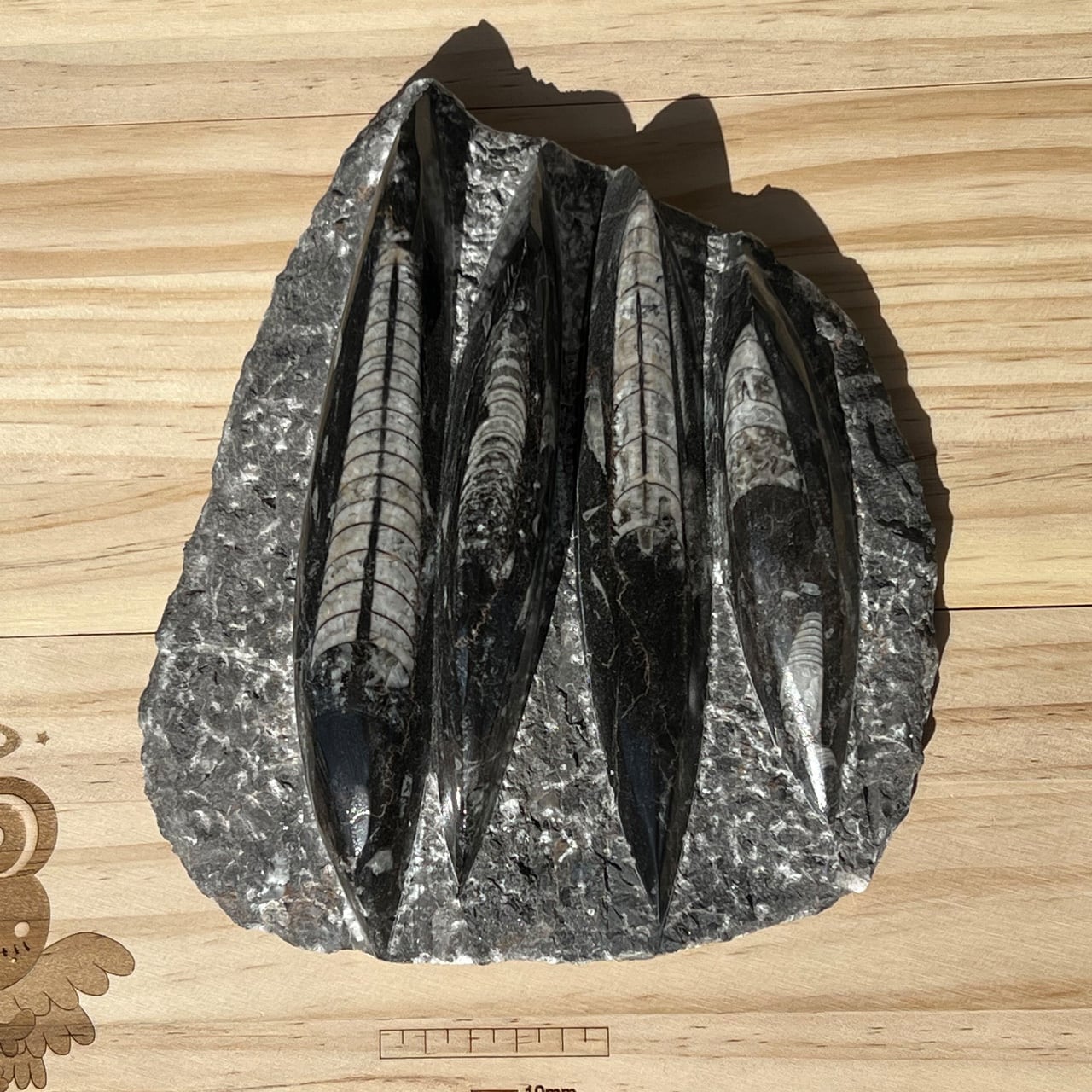 オルソセラス 直角貝 化石 大サイズ | Kaeru-Oneness オンラインショップ