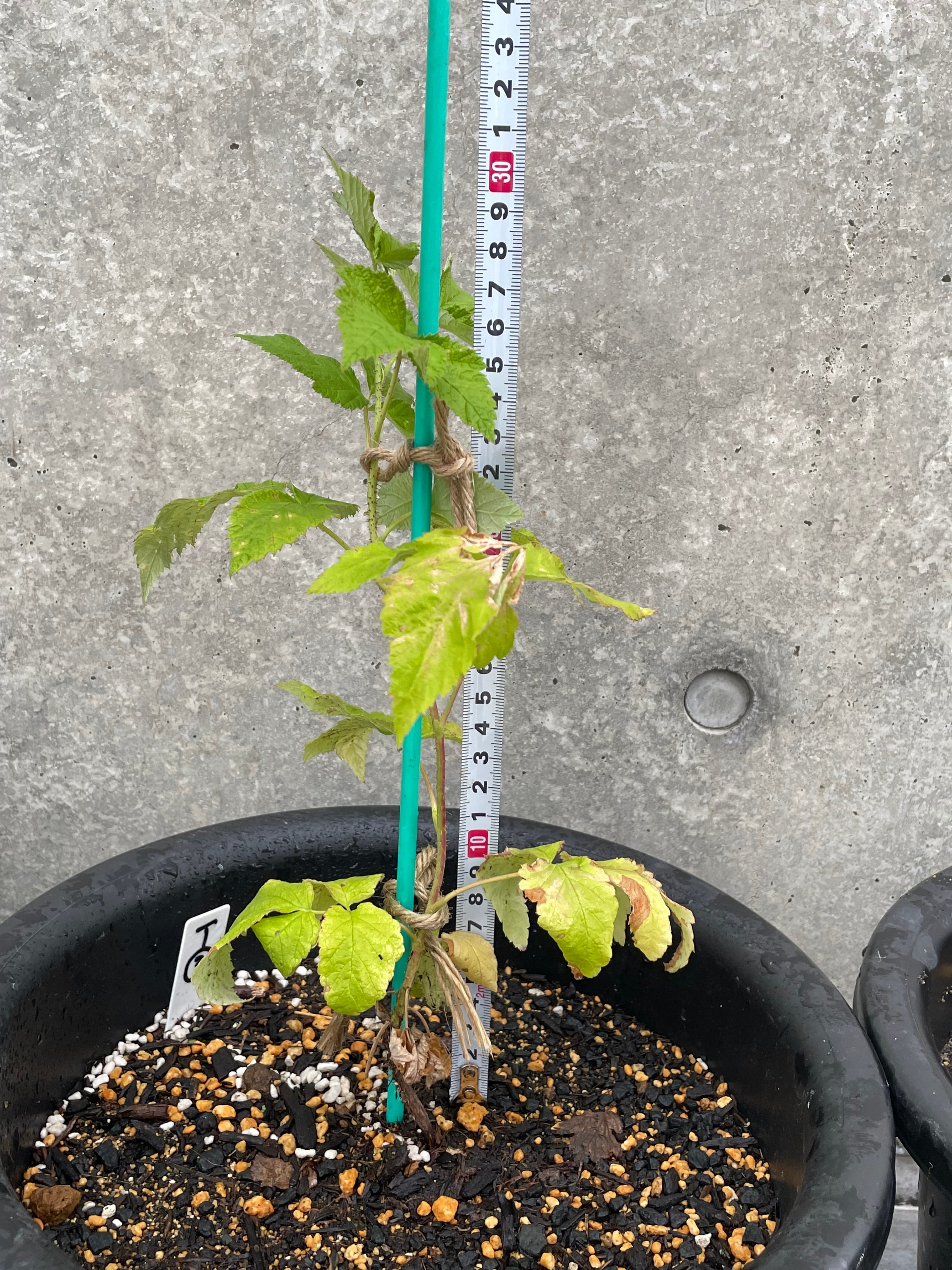 Tulameen（トゥラミーン）---販売準備中--- | おおだてラズベリーファーム