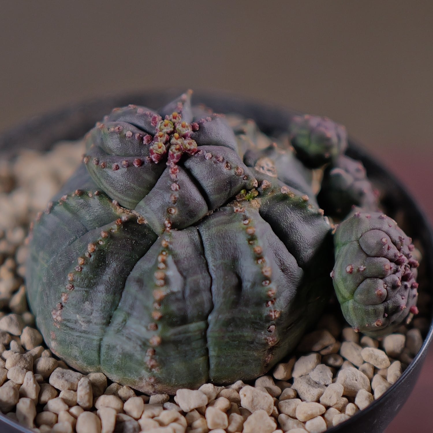 超扁平 仔吹き モンスト 捻じれ マイクロ オベサ / ユーフォルビア