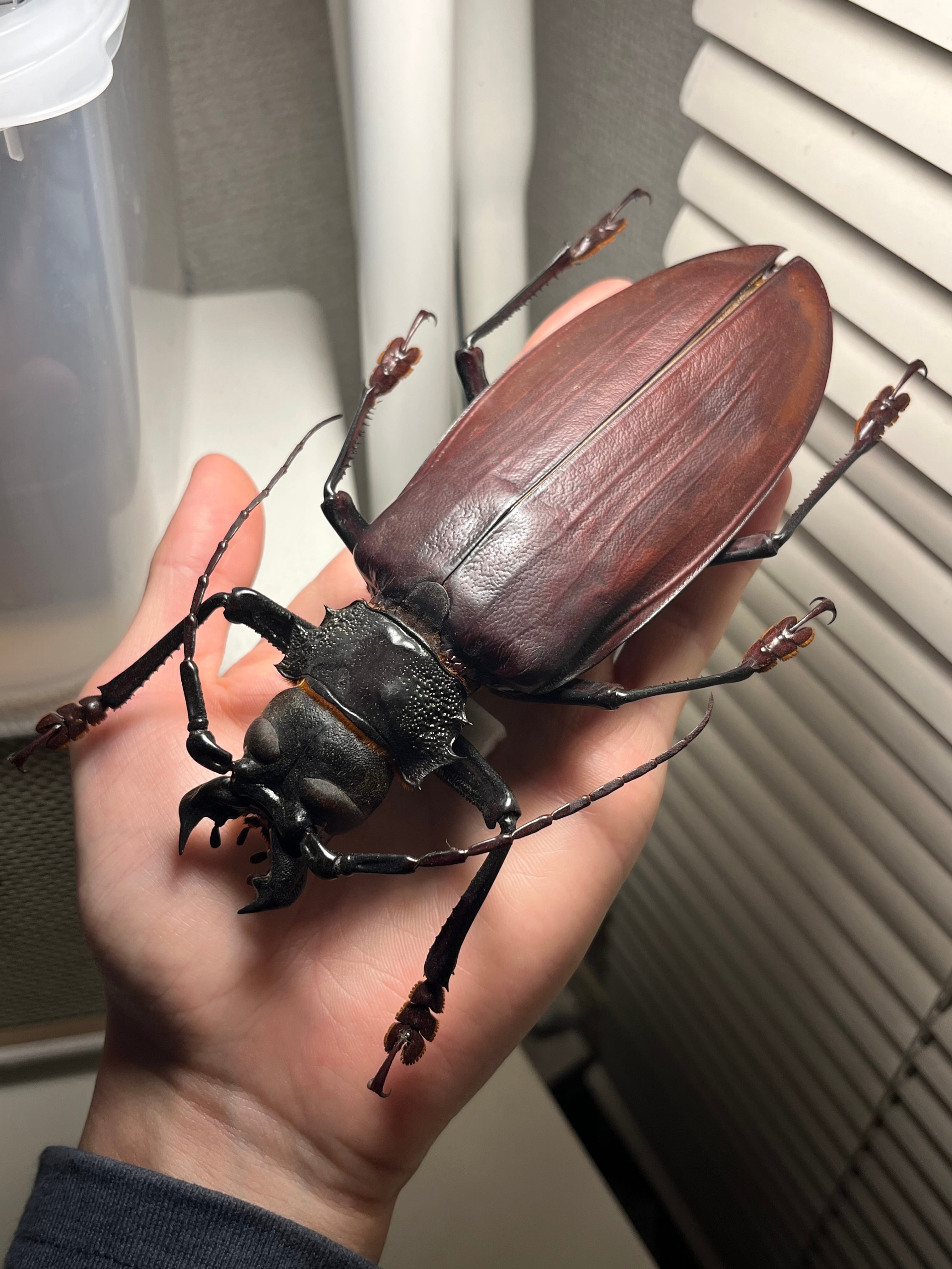 158mm】タイタンオオウスバカミキリ カブトムシクワガタハナムグリ