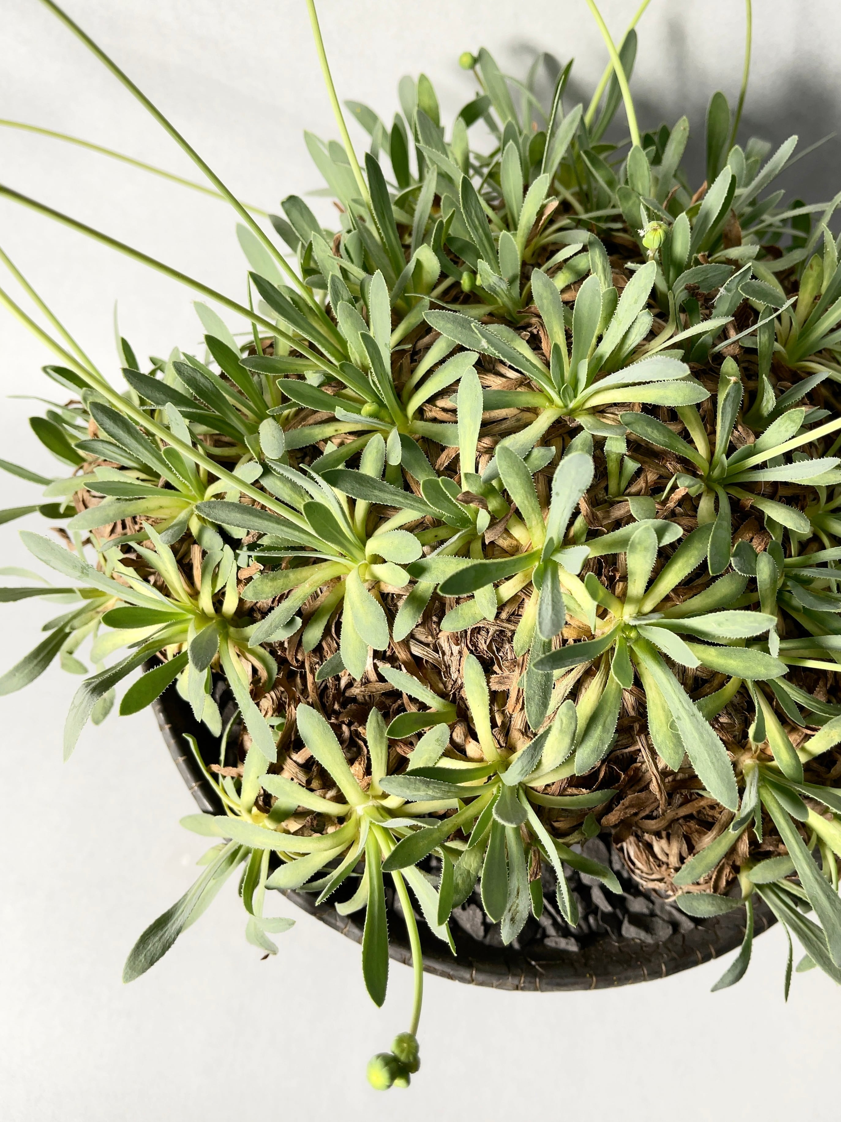 オトンナ・レトロルサ | trigger