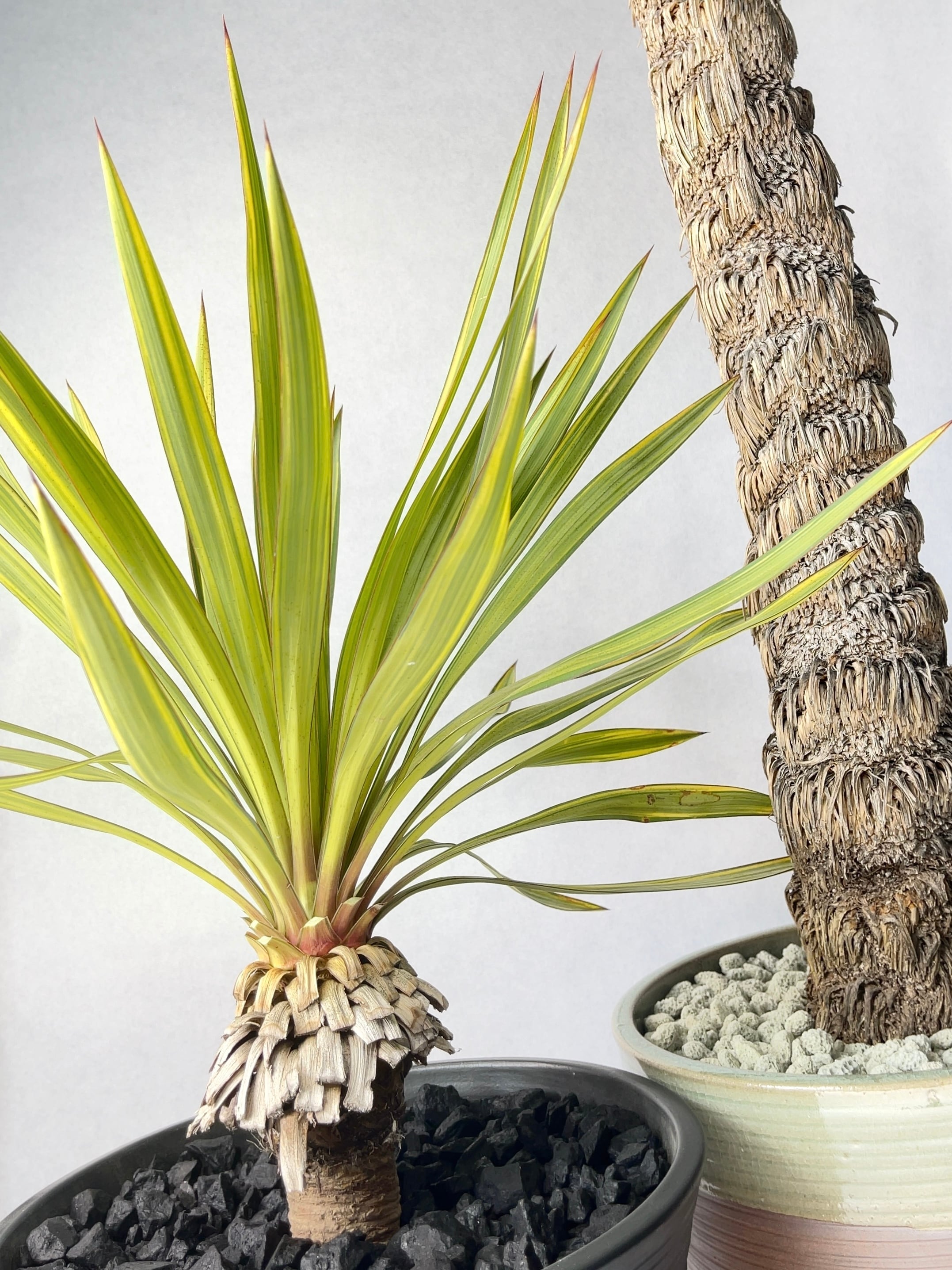 ユッカ・リネアリフォリア | trigger