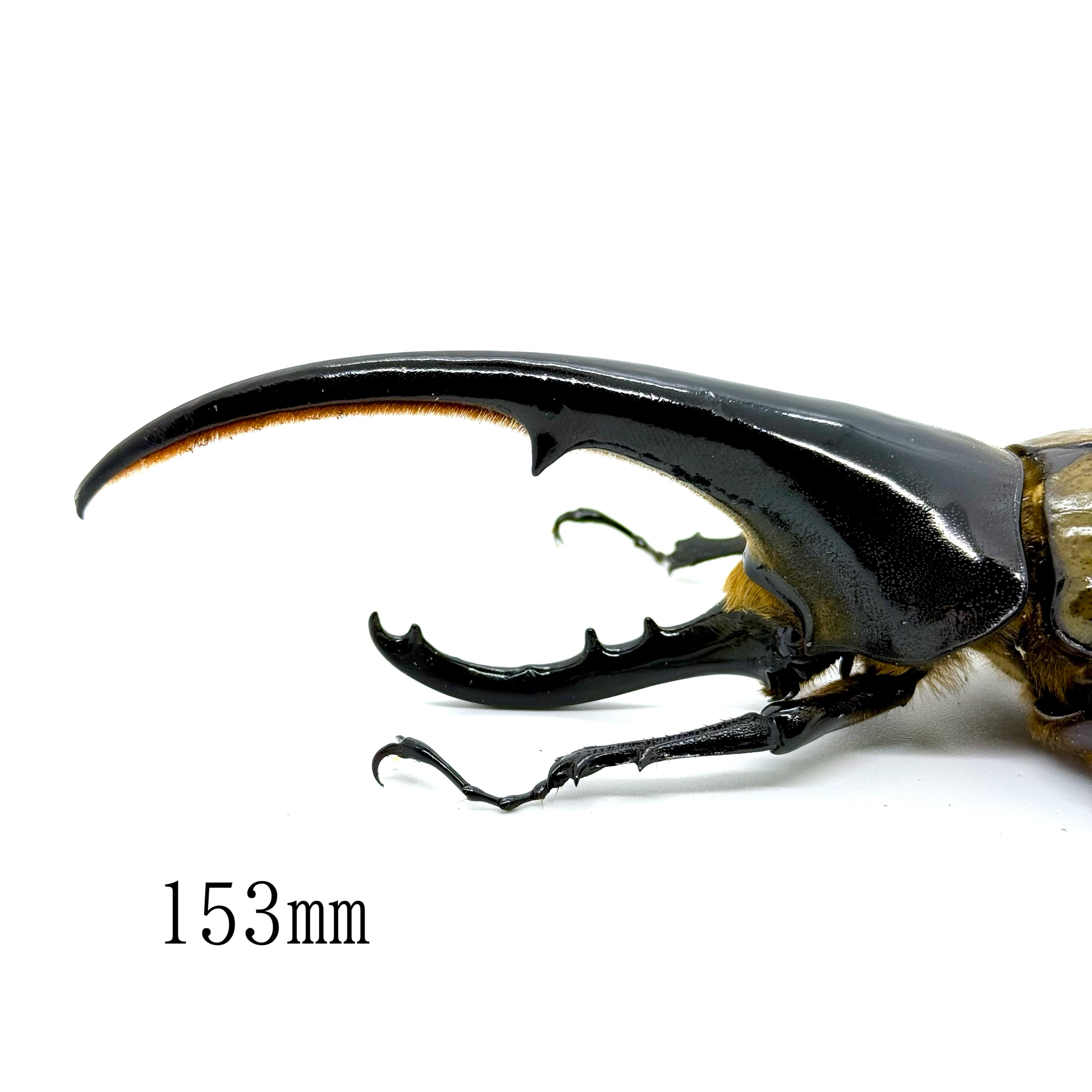 153㎜ / 成虫 / オス / ヘラクレスオオカブト | HERCULES-TOKYO