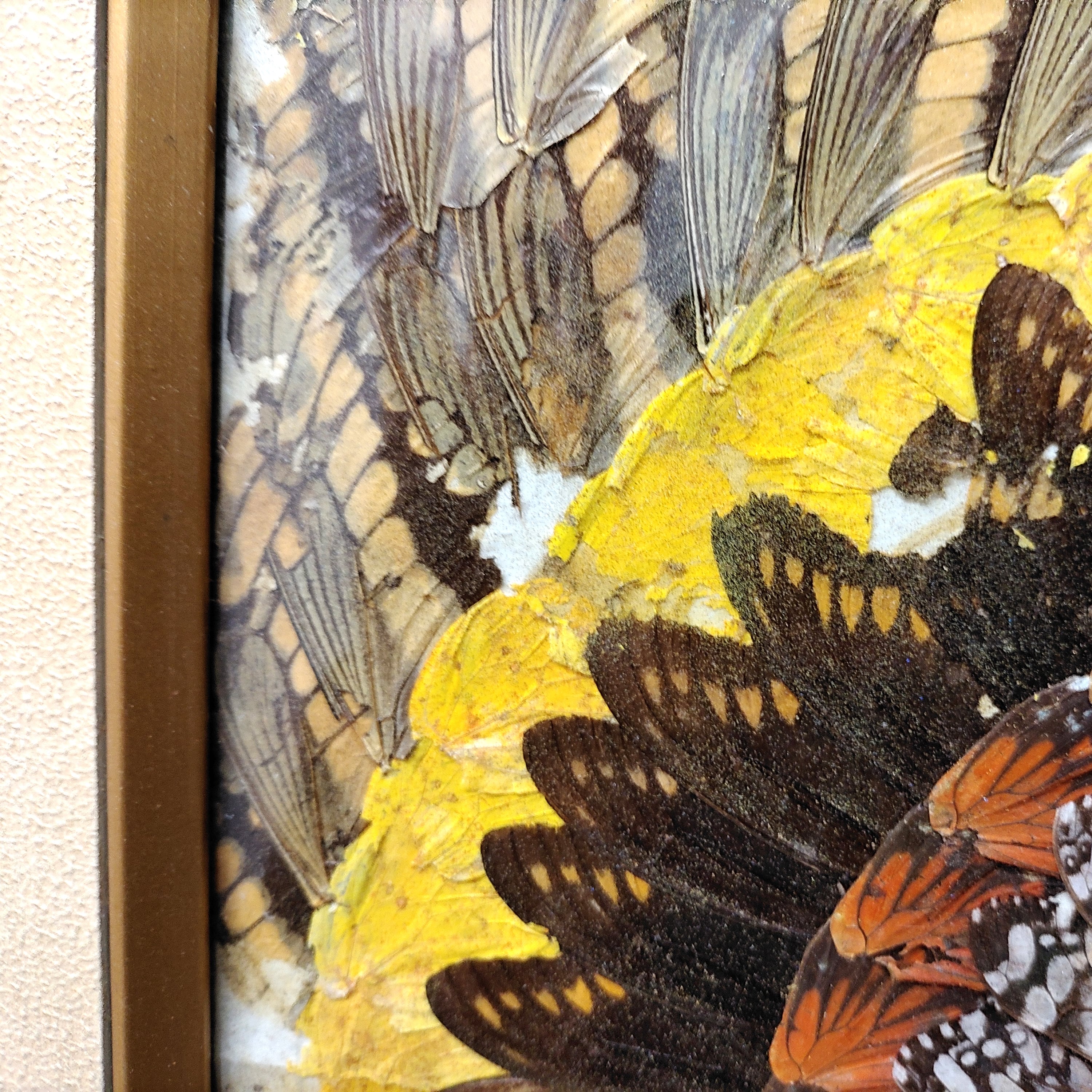 蝶の羽根 羽根絵 額縁付き 蝶の羽根 羽根絵 額縁付き