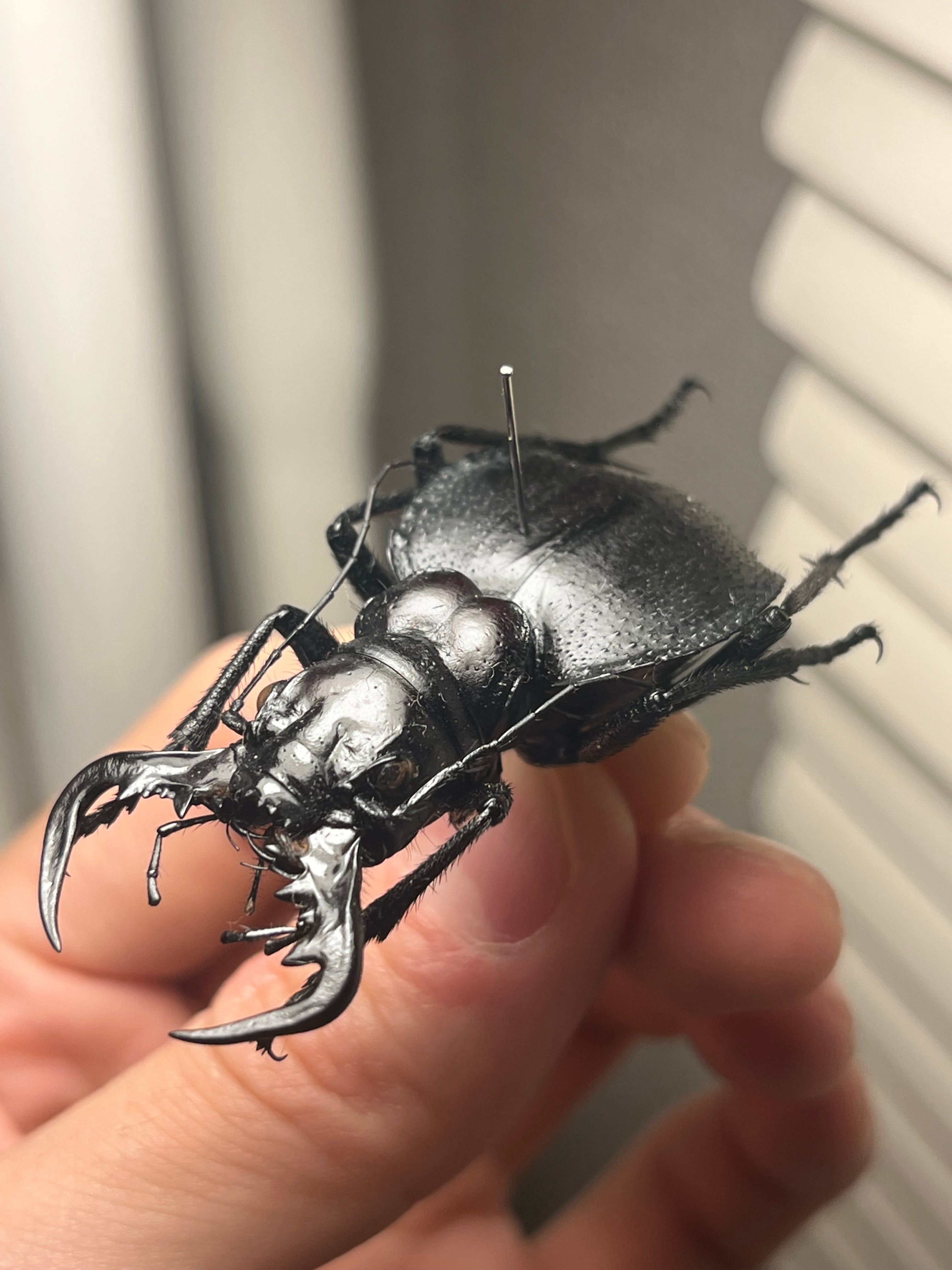 シリキレグモ LS2cm程 タランチュラムカデ蜘蛛センチピード