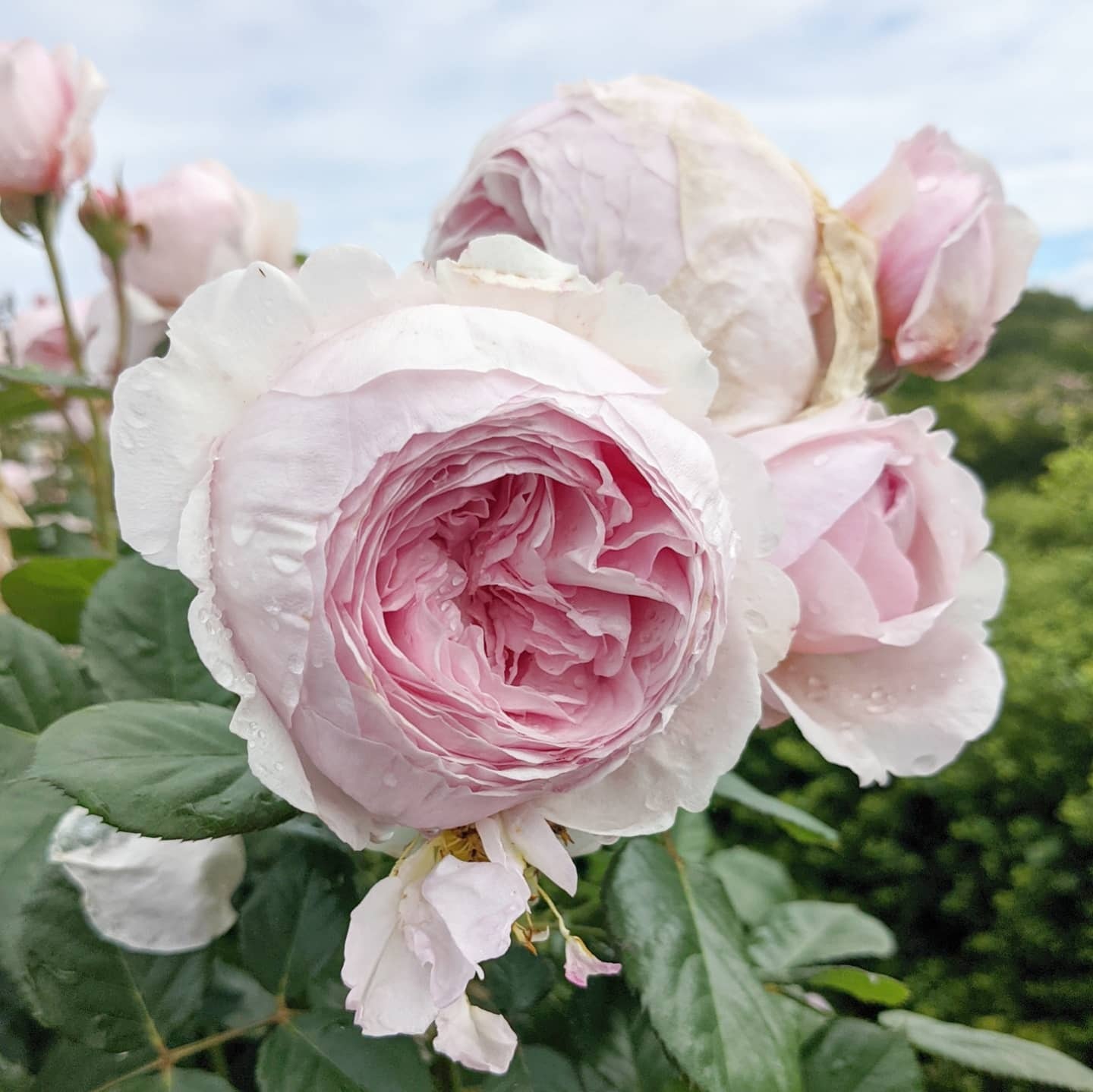 ジェフ ハミルトン | 天空のバラ園(無農薬バラ苗・花苗・クレマチス