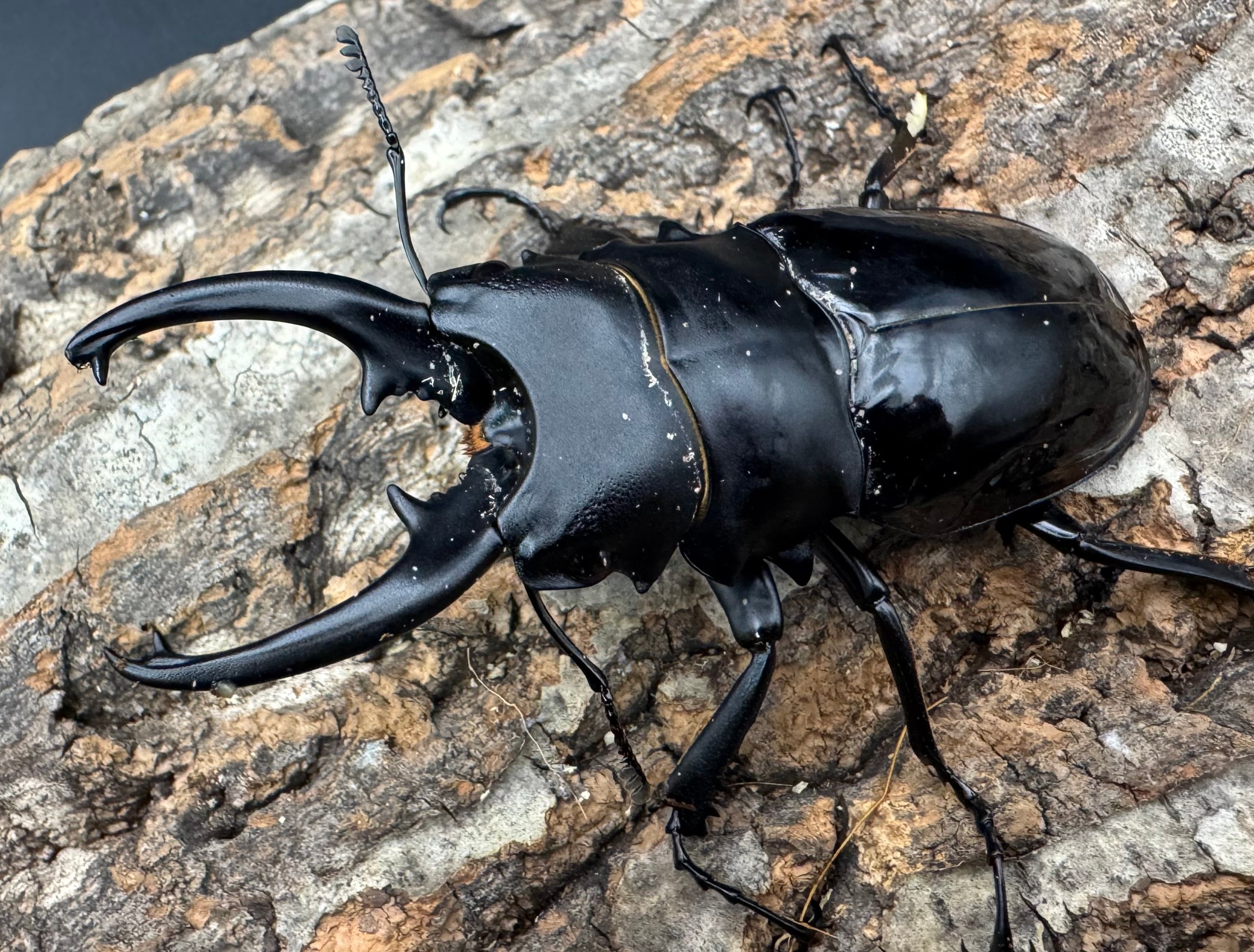 WD】《ベリコサツヤクワガタ 86mm A'品ペア》 | KPW公式オンラインショップ