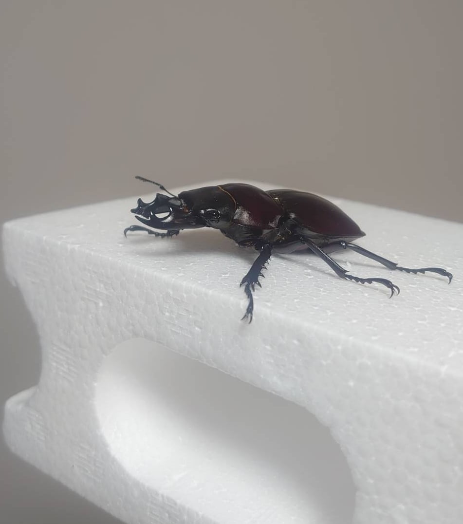 大歯】ヤエヤママルバネクワガタ西表島大見謝 ペア ♂55.1mm・♀45.9