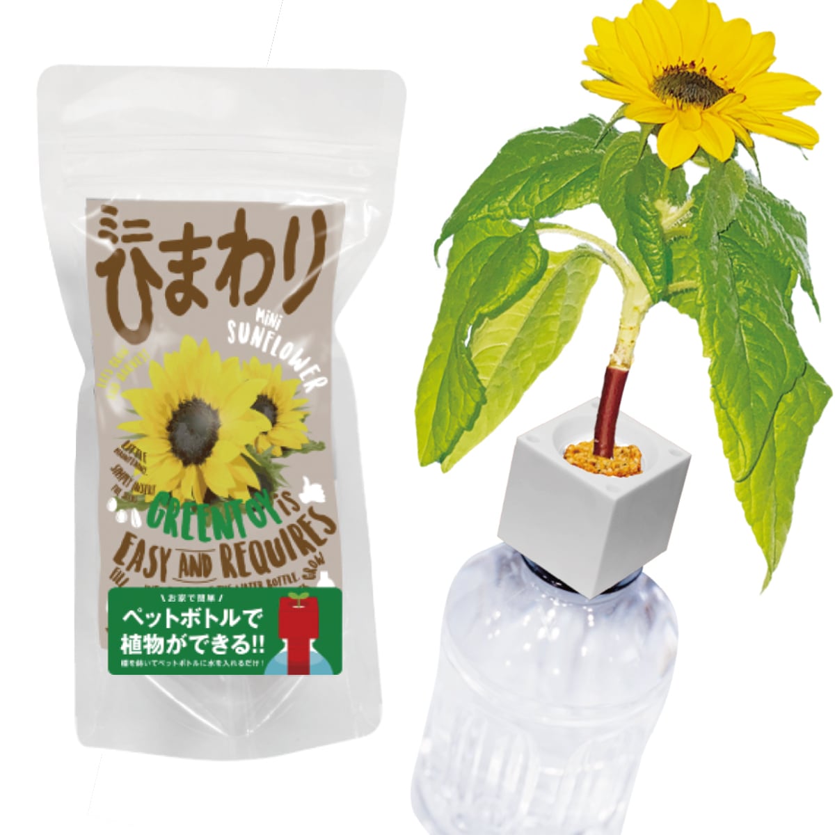 グリーントイ ミニひまわり | SCHWINSEN | 室内園芸の専門店