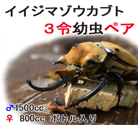 入手困難！イイジマゾウカブト 3令幼虫 ペア | 輝心堂 最高級菌糸瓶