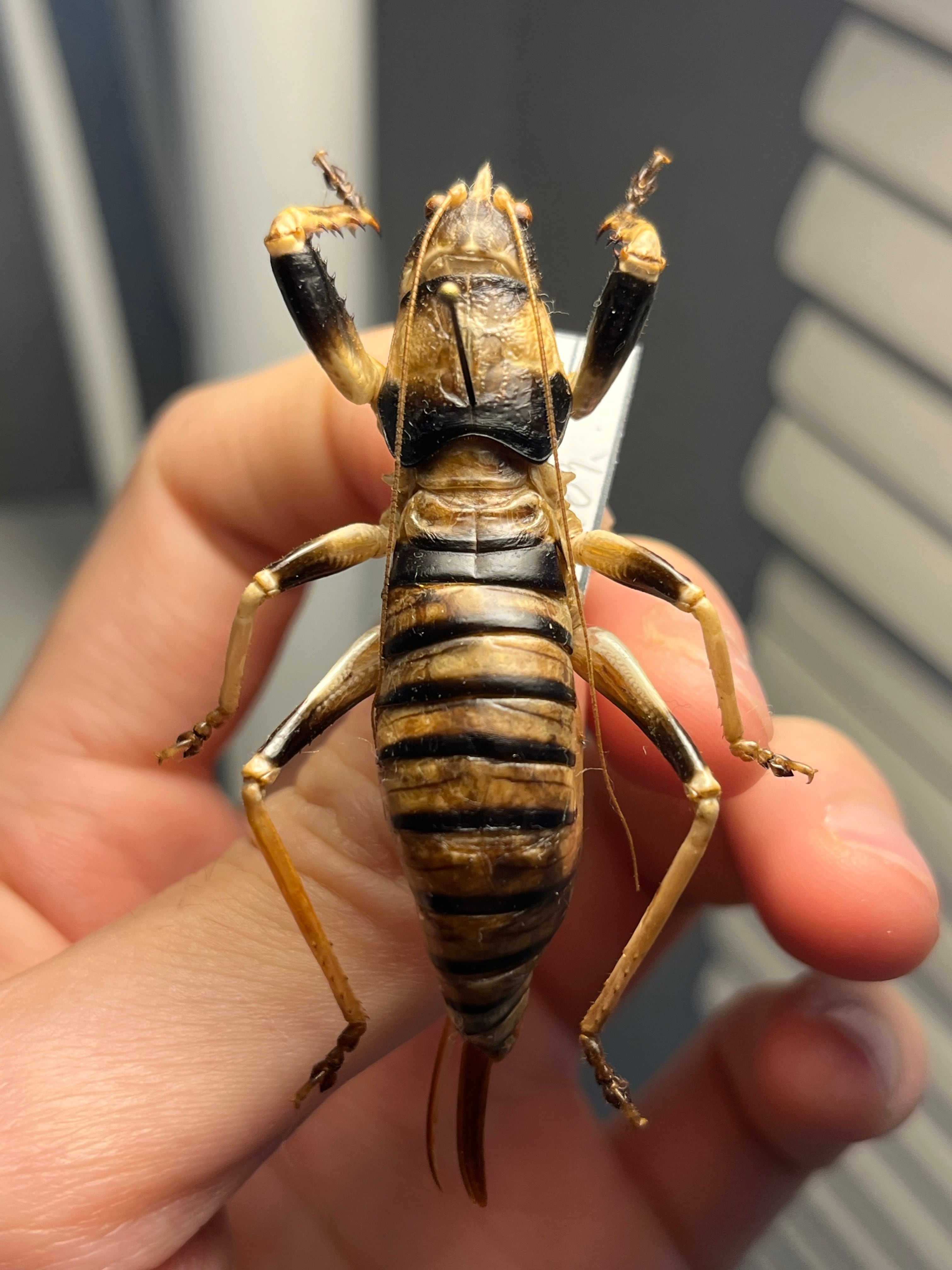 直翅類 | オモニキチュウ