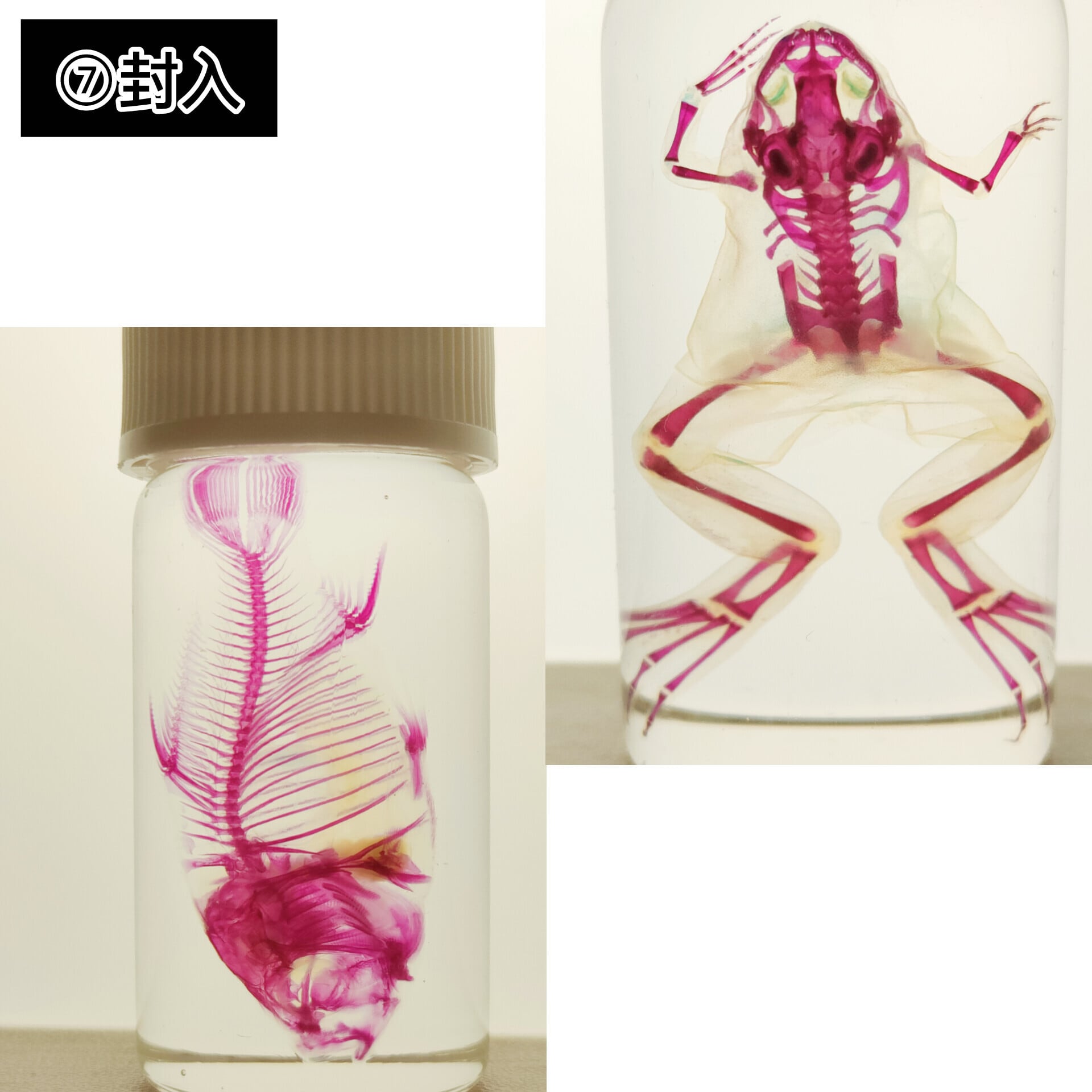 透明標本作製キット】(上級)全20点 | Pay ID