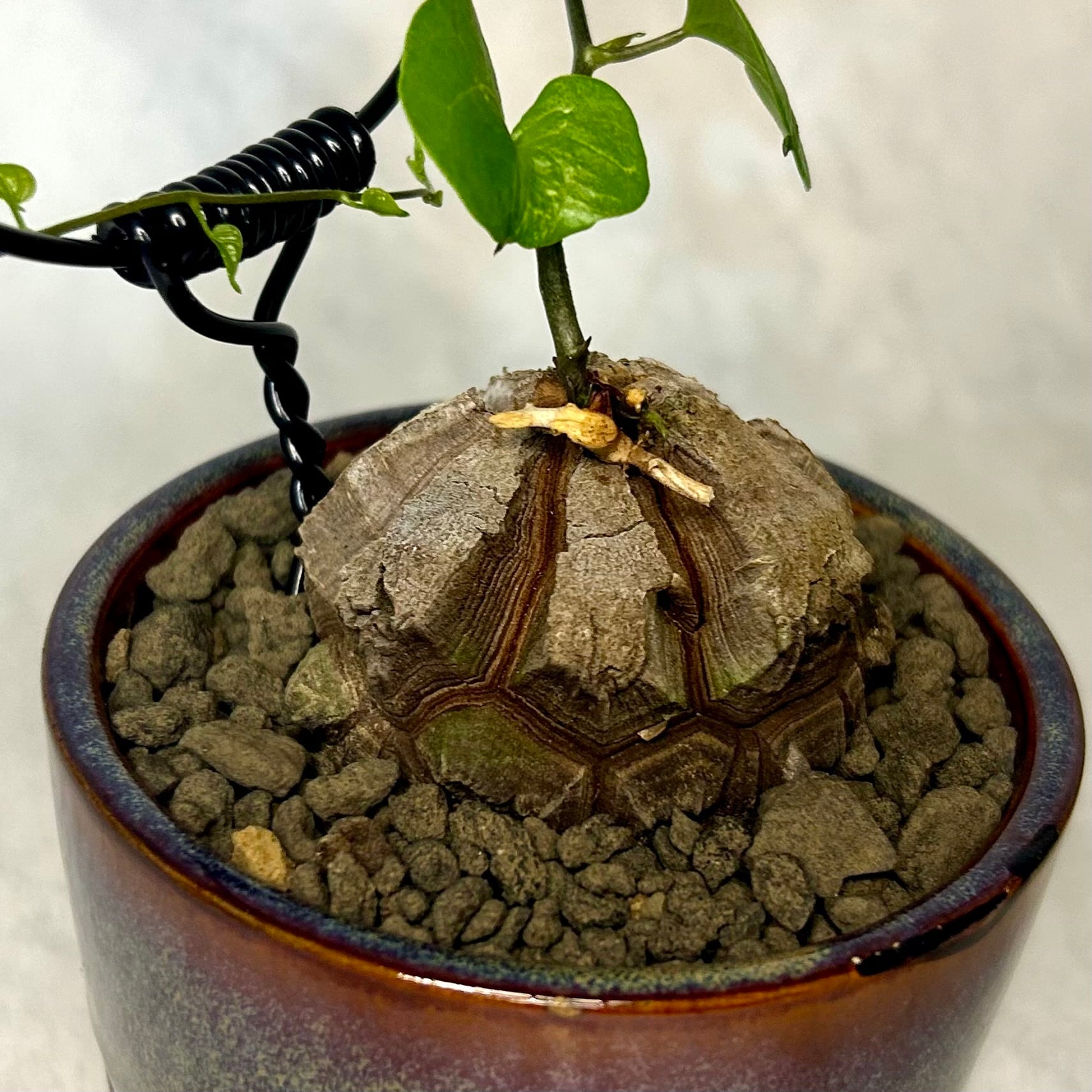 亀甲竜 (鉢入り) 5cm越え バキボコ割れ ディオスコレア 塊根植物 | PLARE