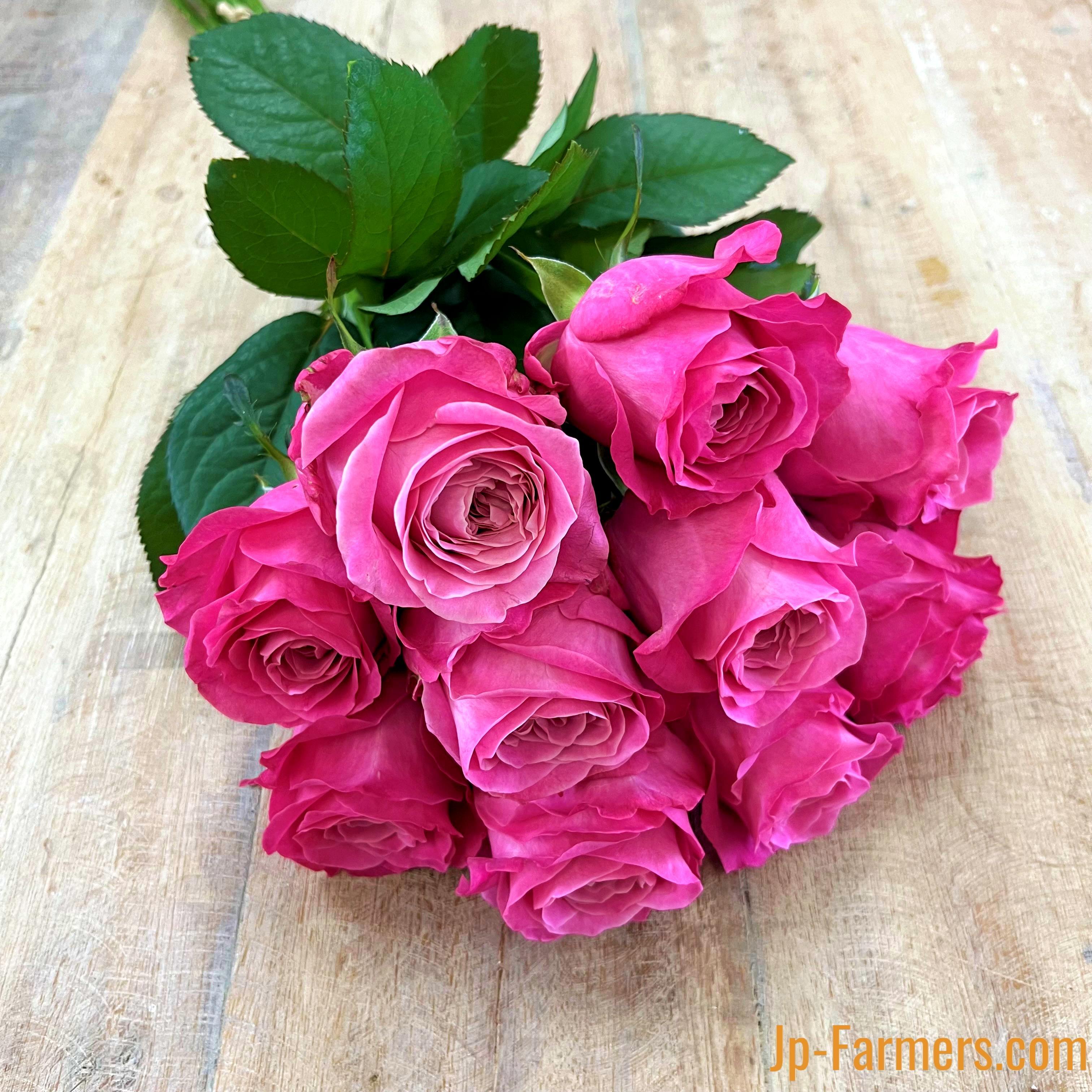 神田ばら園 10本 ☆バラ品種名： オール4ラブ | 新鮮お花問屋 Jp