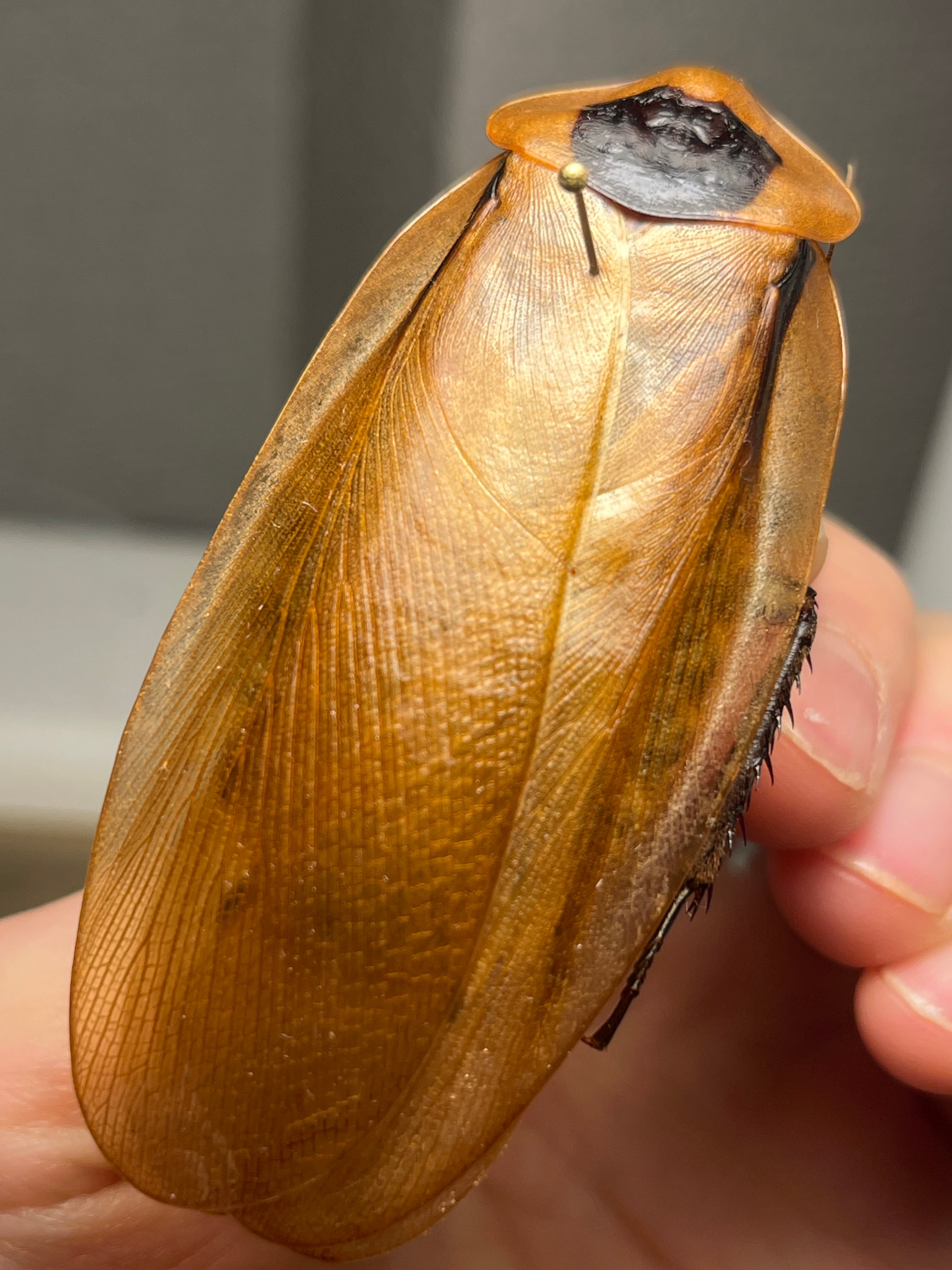 蜚最大級】マダガスカルゴキブリ オブロンゴナタ？ 標本