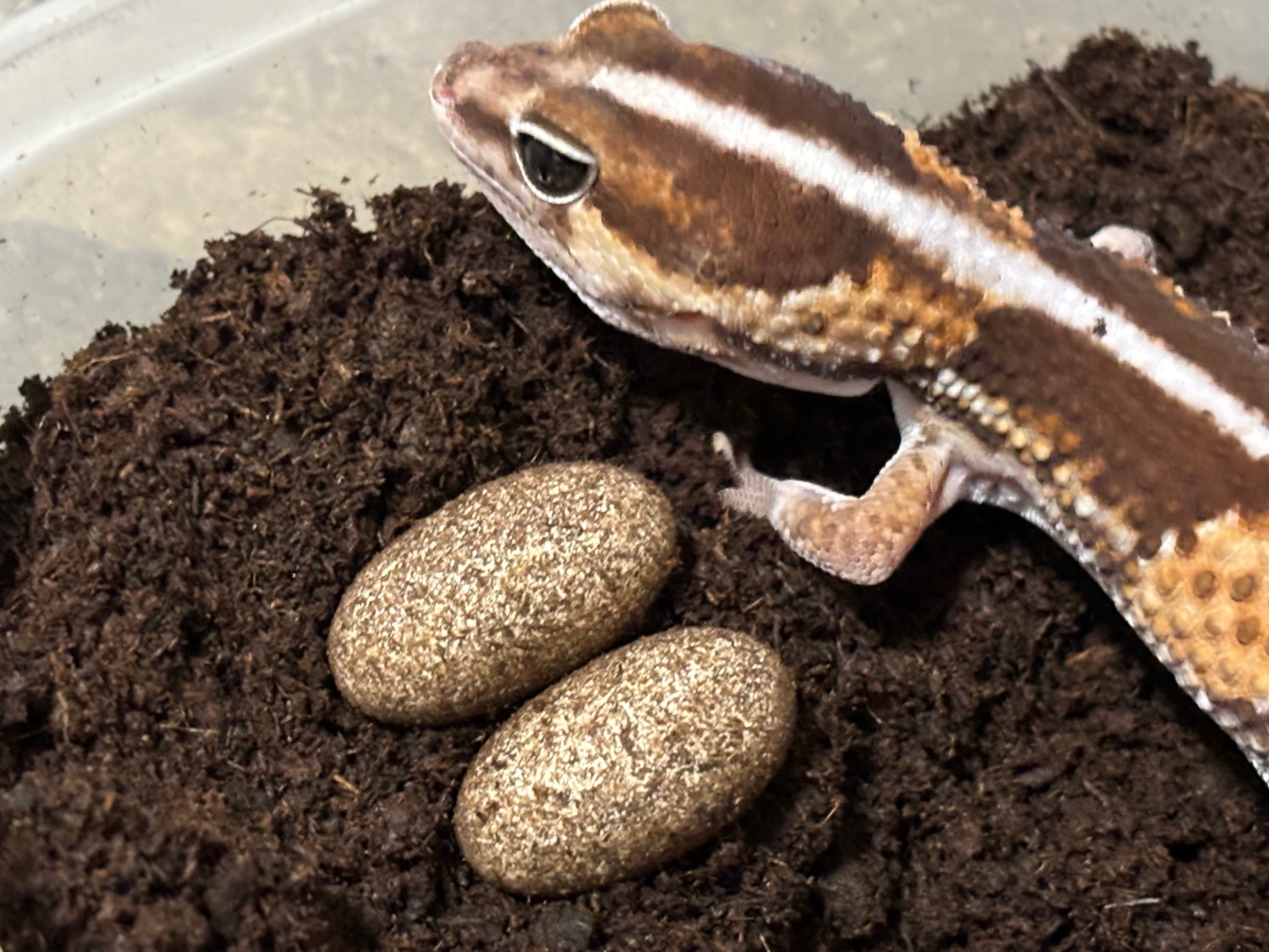 冷凍フタホシML 約780匹600g 冷凍コオロギ | 餌用 コオロギ 通販