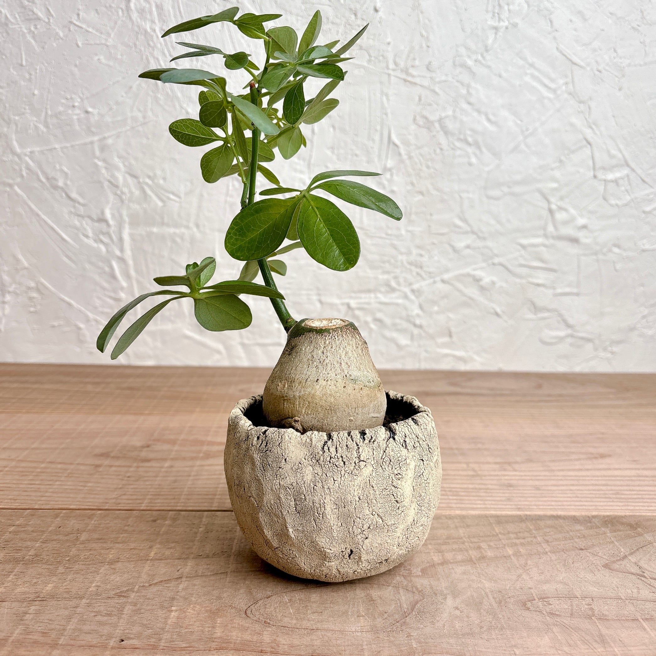 アデニアグラウカ (大) [塊根植物 多肉植物] | yu25plants