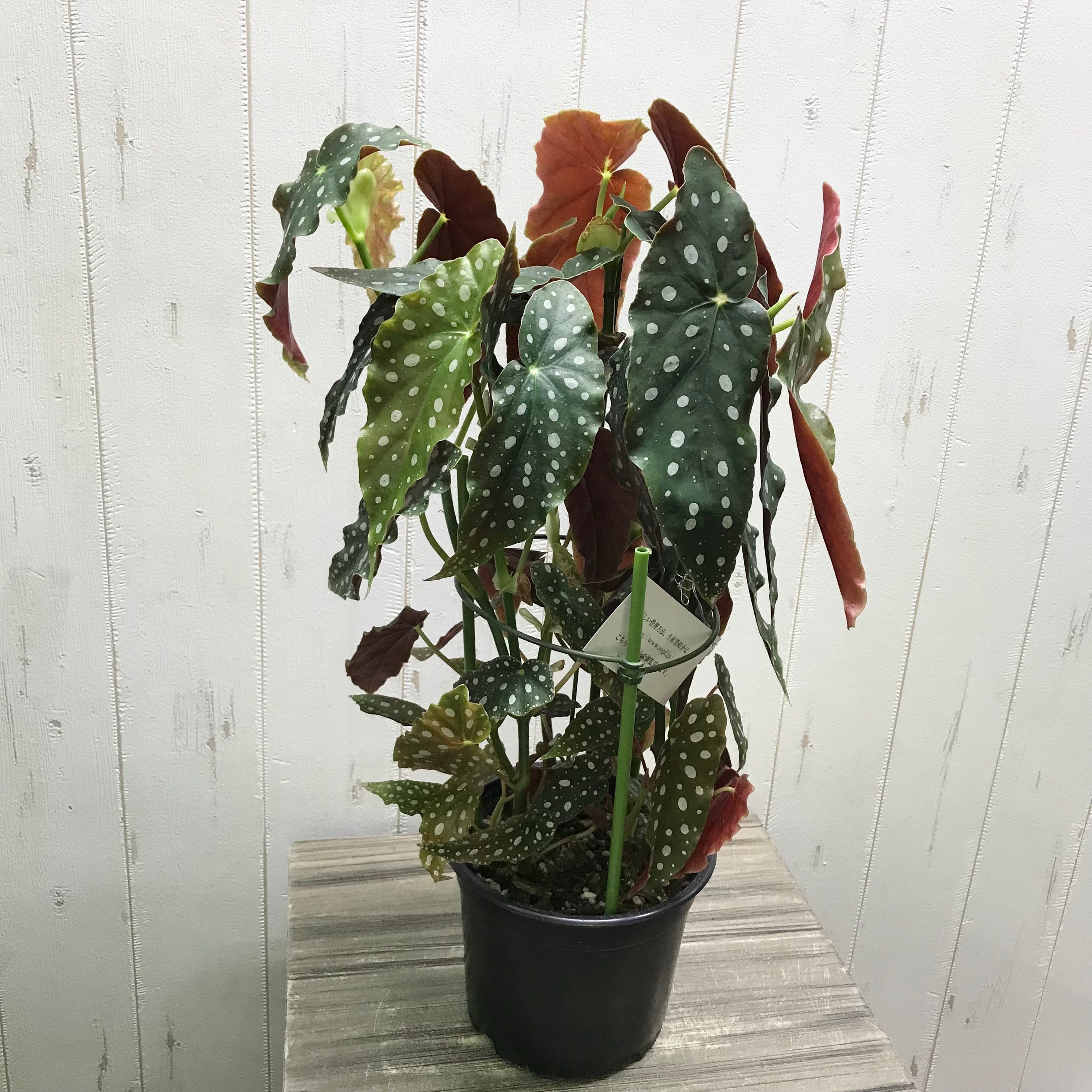 ベゴニア・マクラータ（Begonia maculata）斑入り株の出品です。 レア