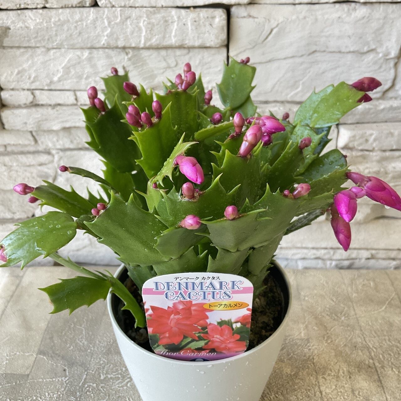 デンマーク カクタス シャコバサボテン 選べる♪3色 | 橋本種苗園