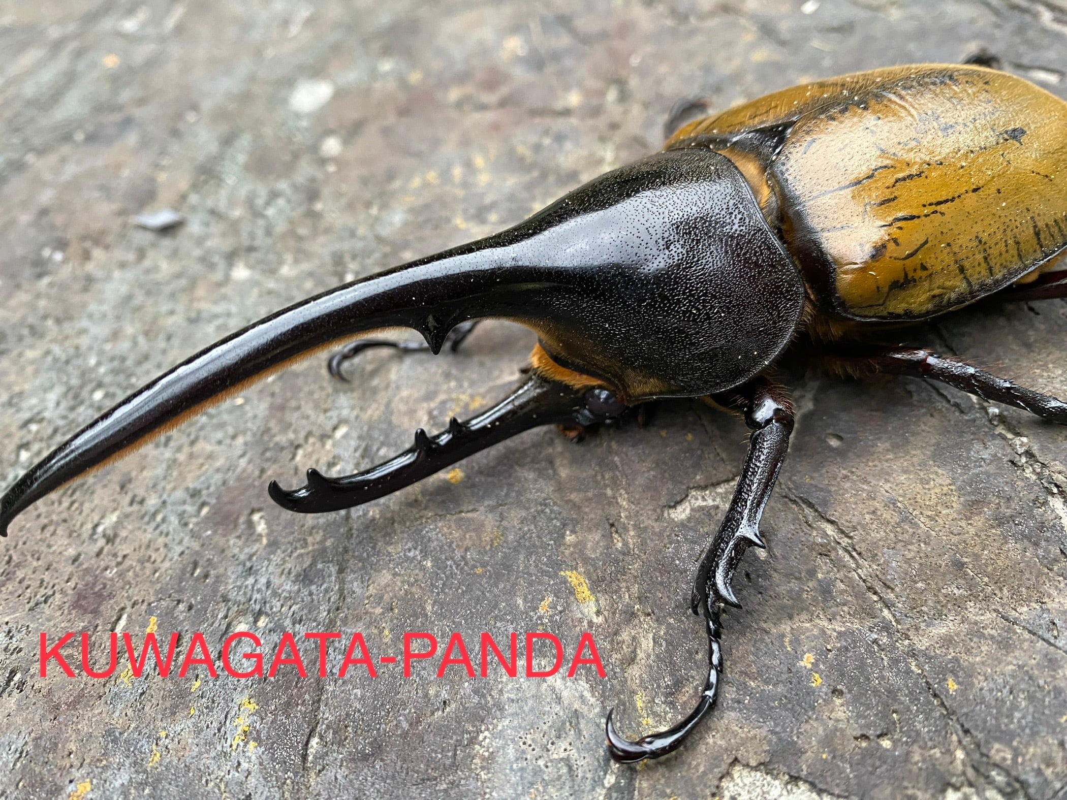 セール 【ヘラクレス ブリュゼニ】激レア種 ペア | KUWAGATA-PANDA