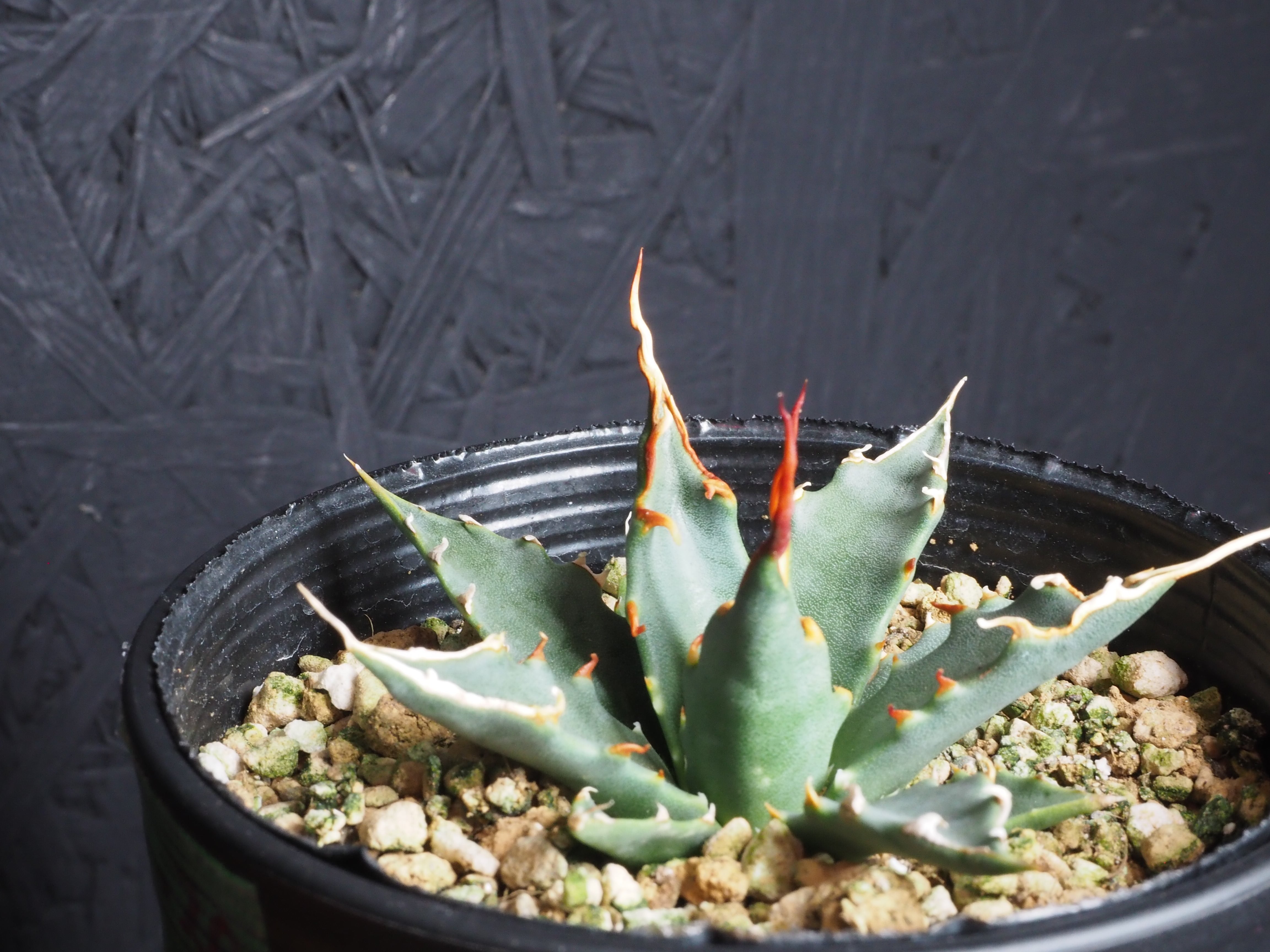 選んで購入」エボリスピナ『陽炎』～極上国内実生株選抜／Ys-30