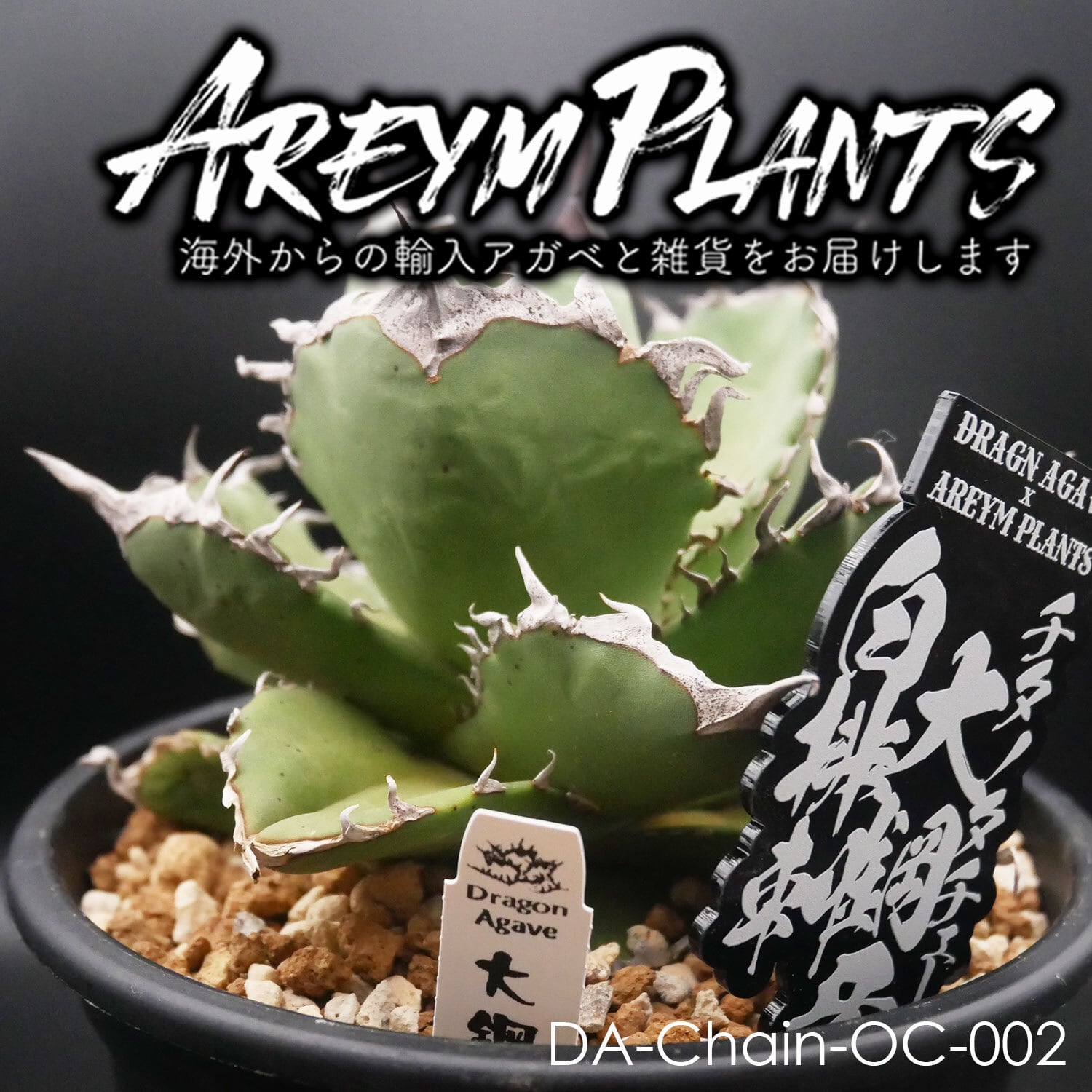 アガベ チタノタ オテロイ 白鯨 ワイド 太鋸歯 大株 22 アガベ
